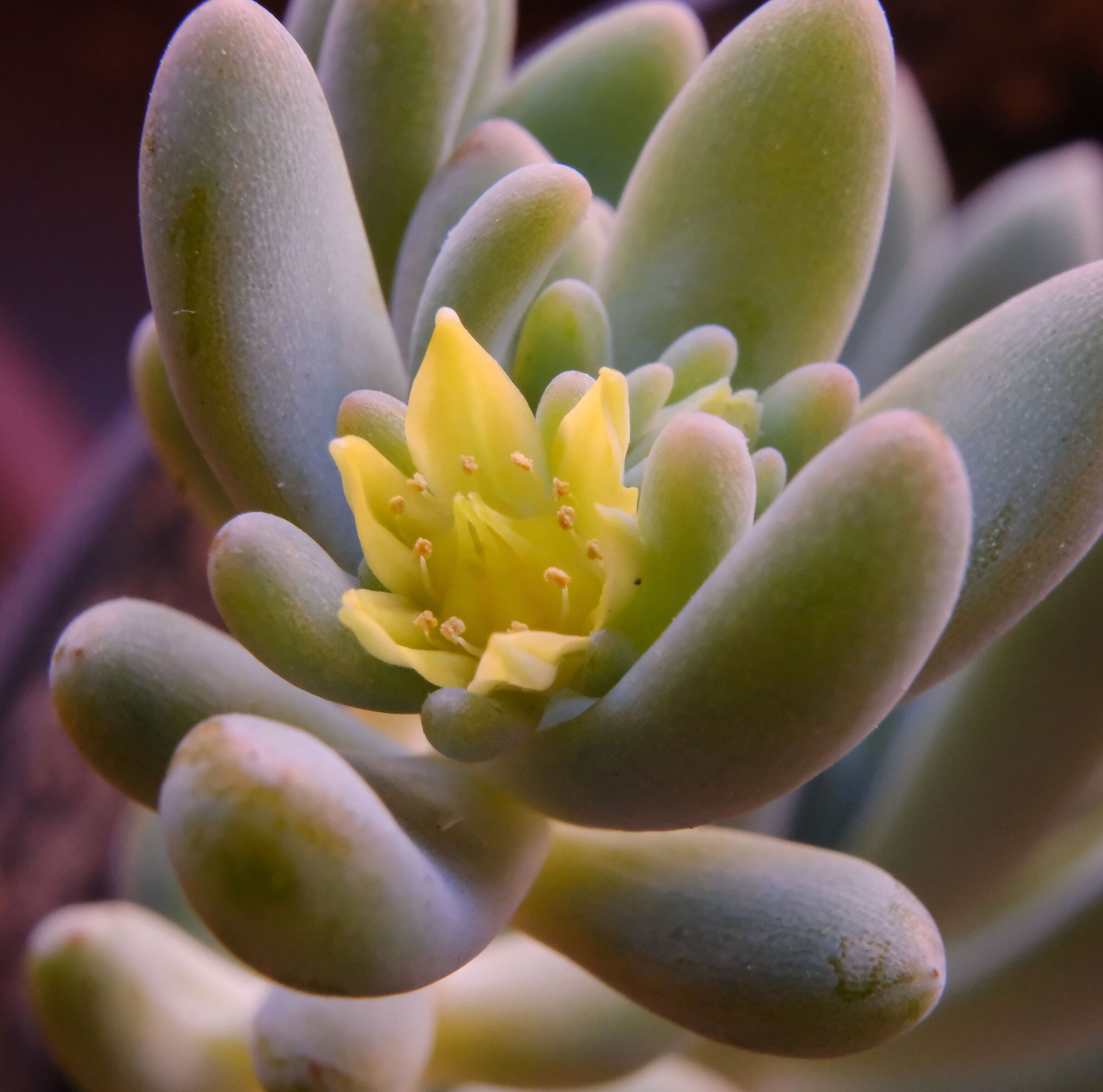 Fiore di cactus