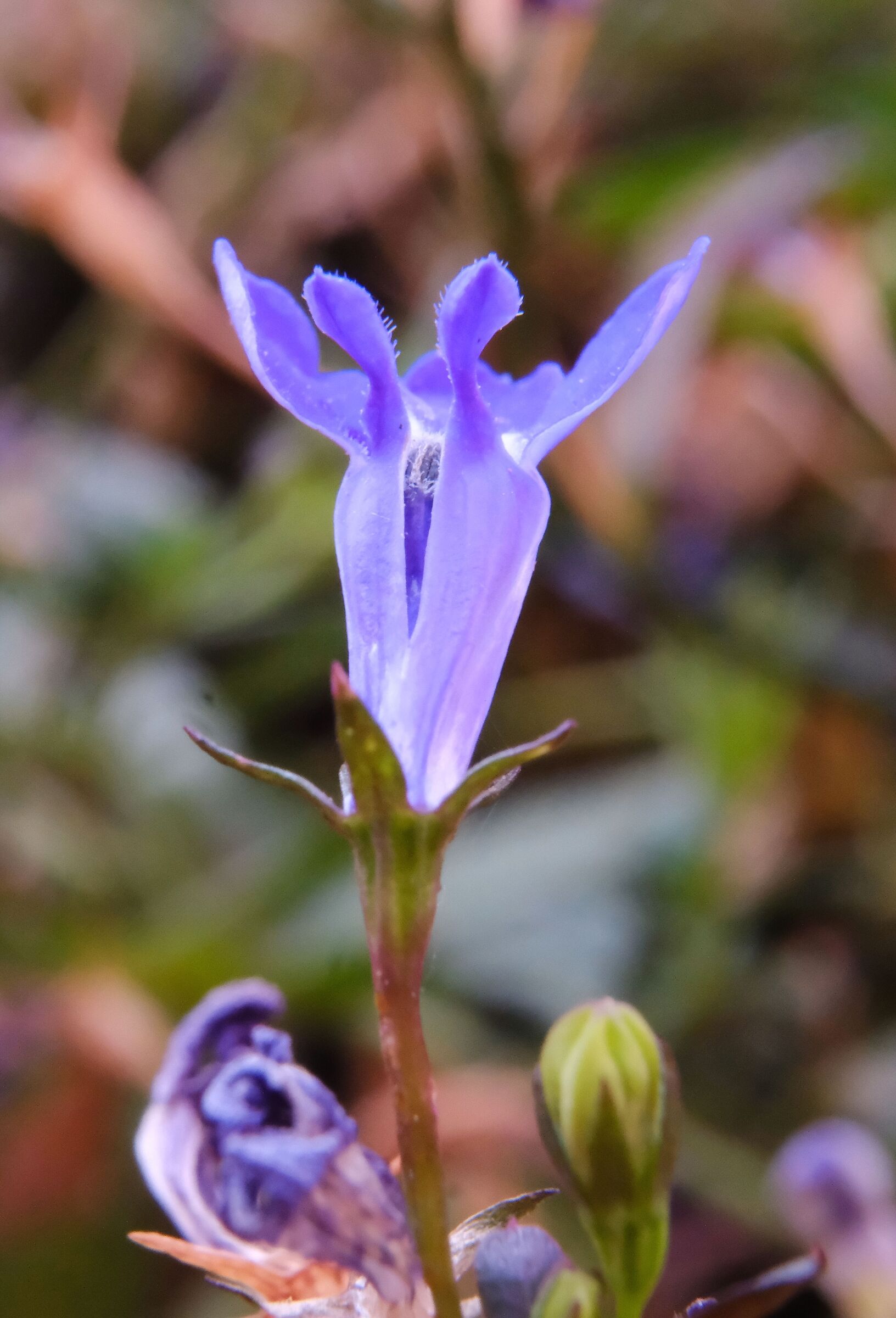Small flower