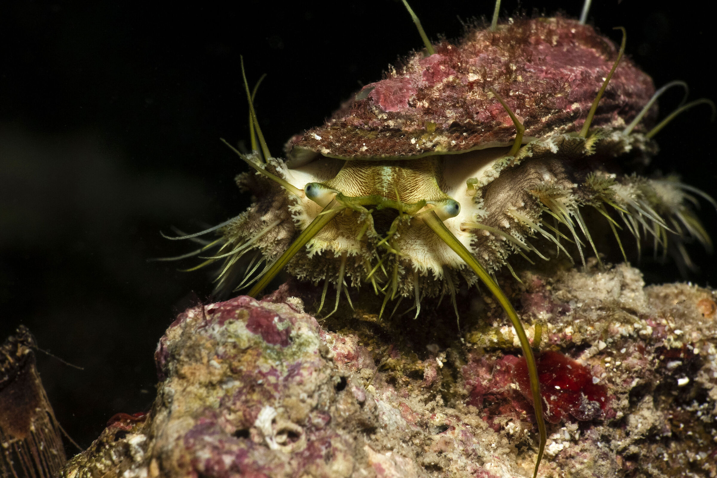 Haliotis tuberculata