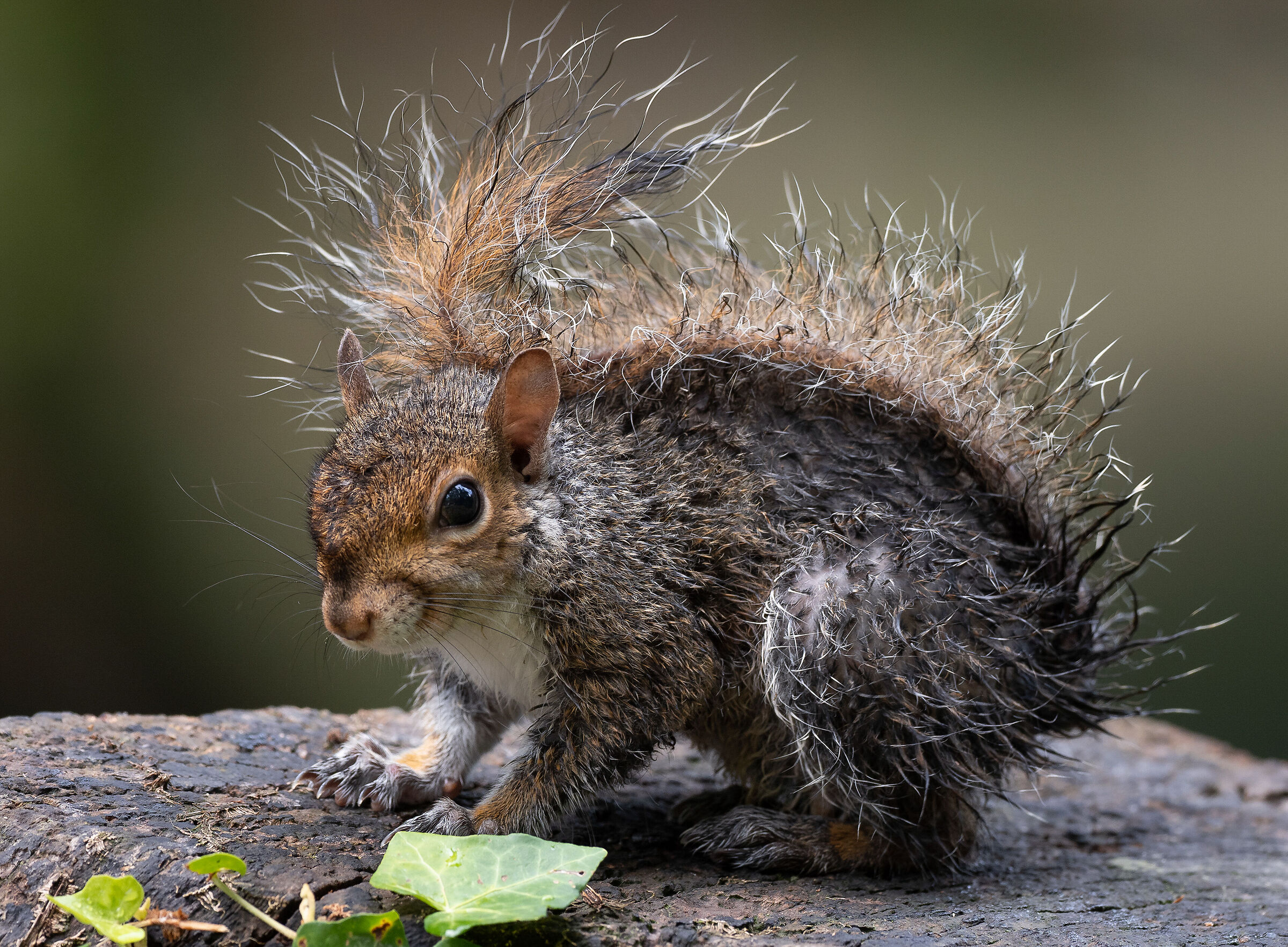 Wet squirrel