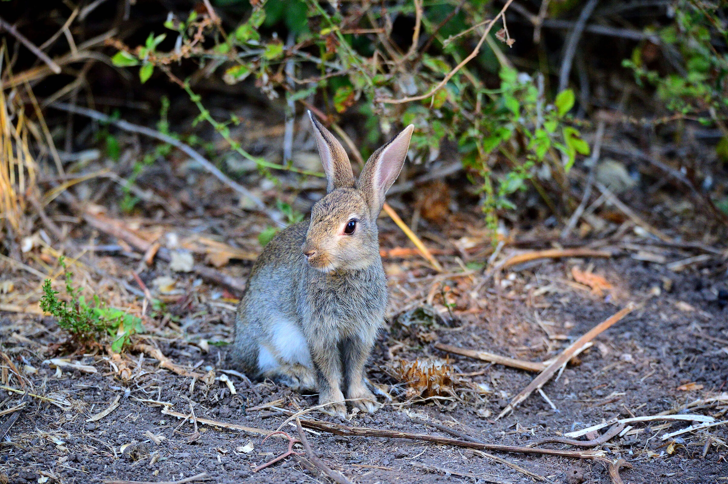 rabbit