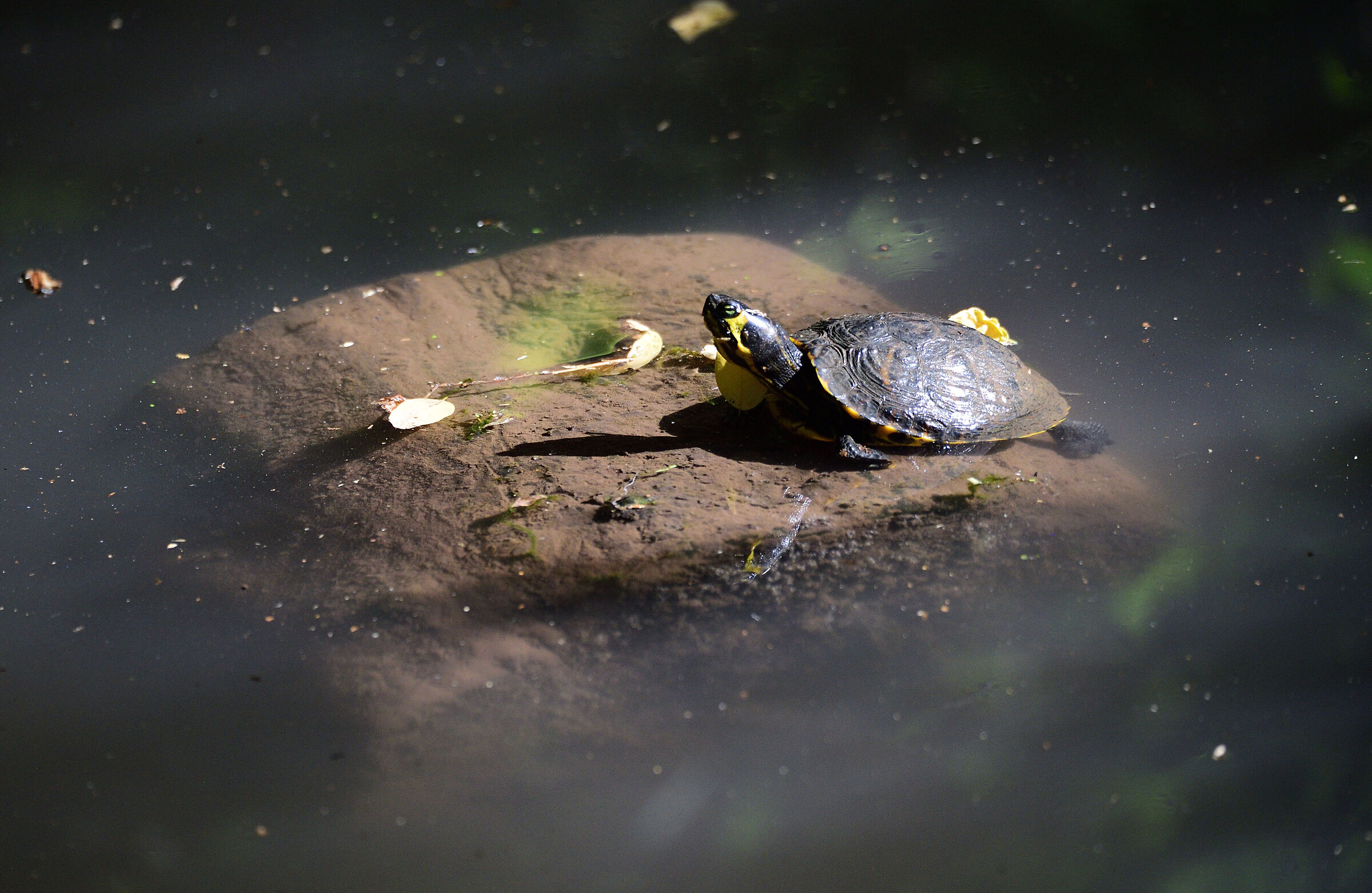 Allochthonous turtle