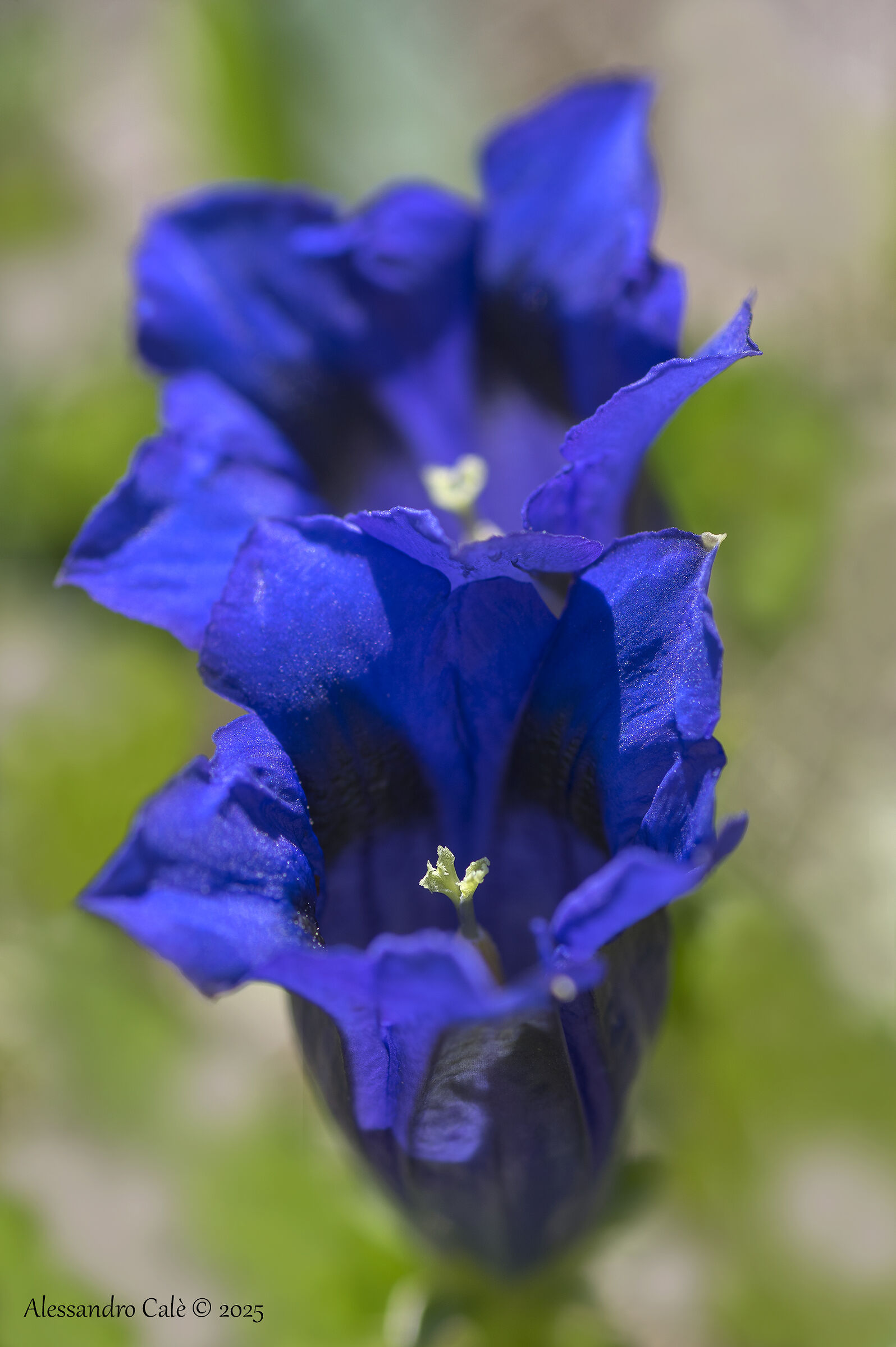 Gentians 3169