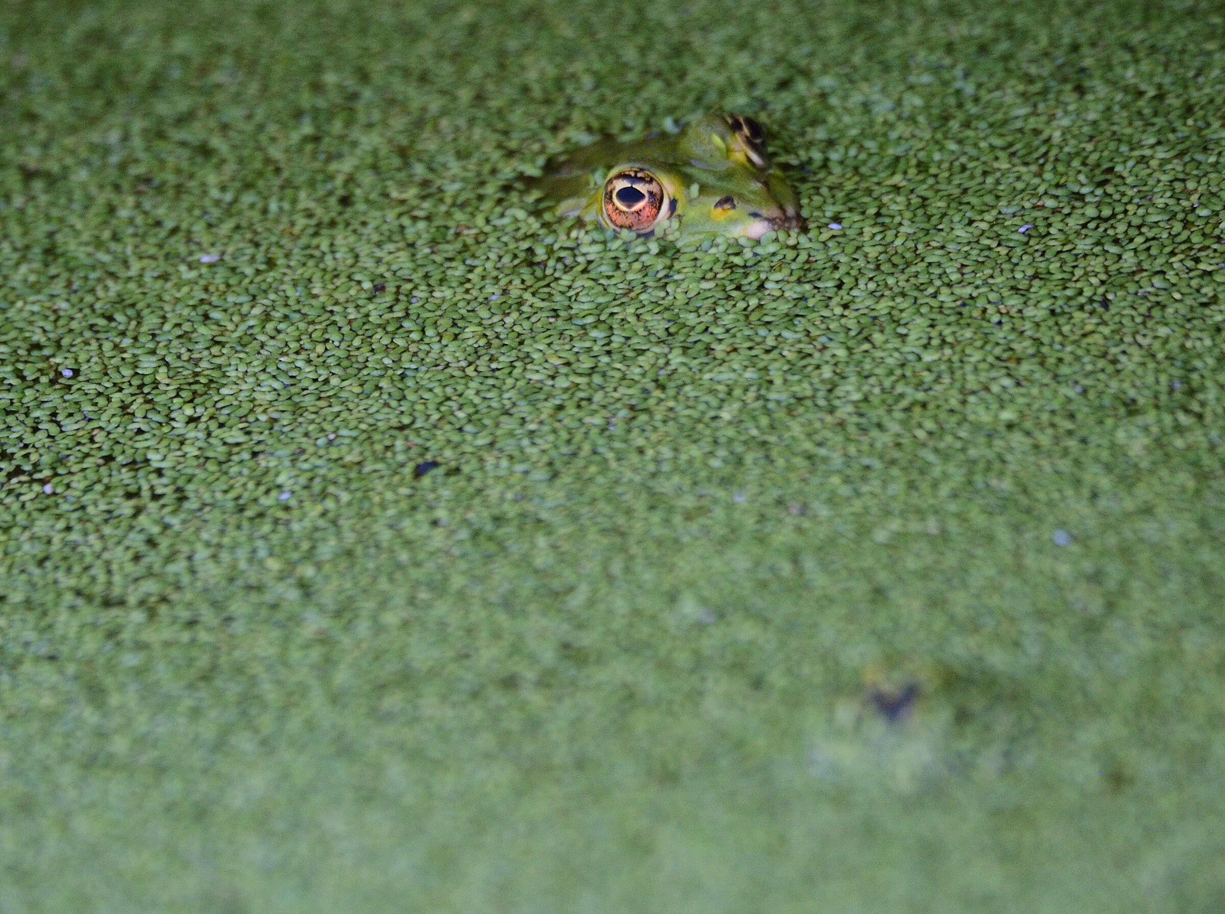 frog