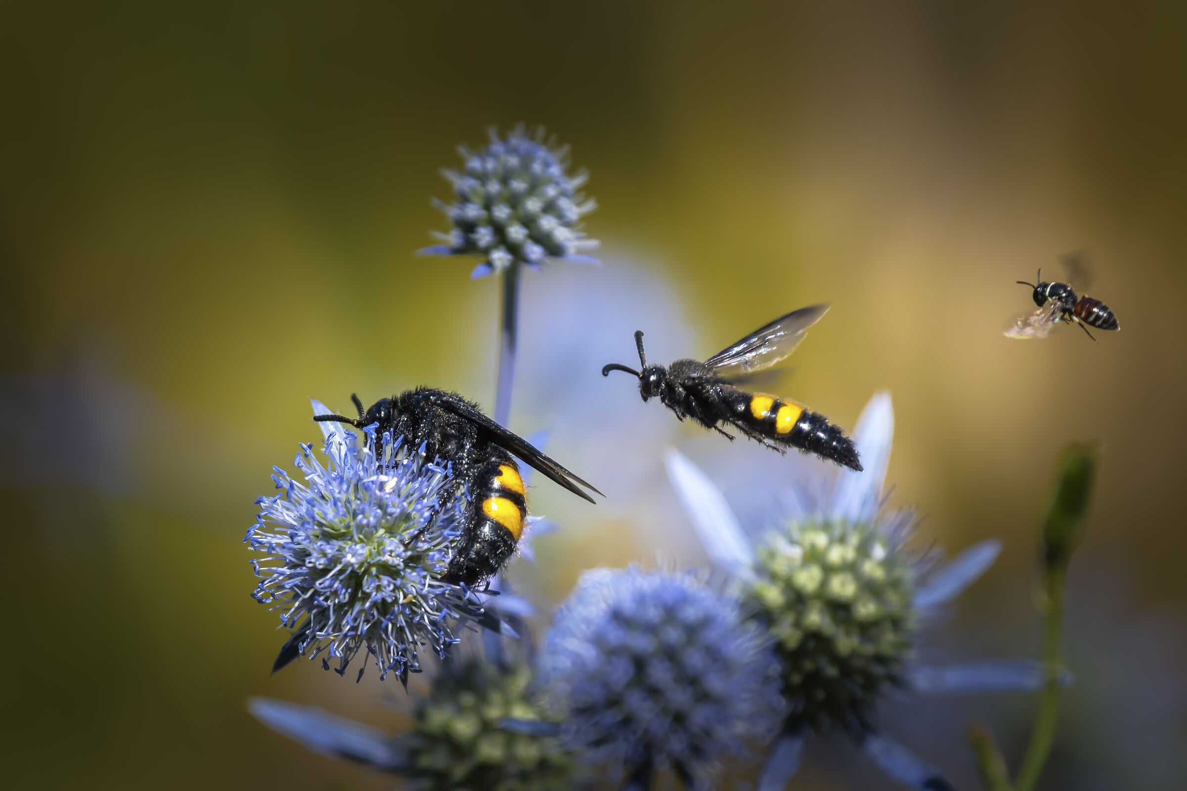 Grande, più piccolo, ancora più piccolo