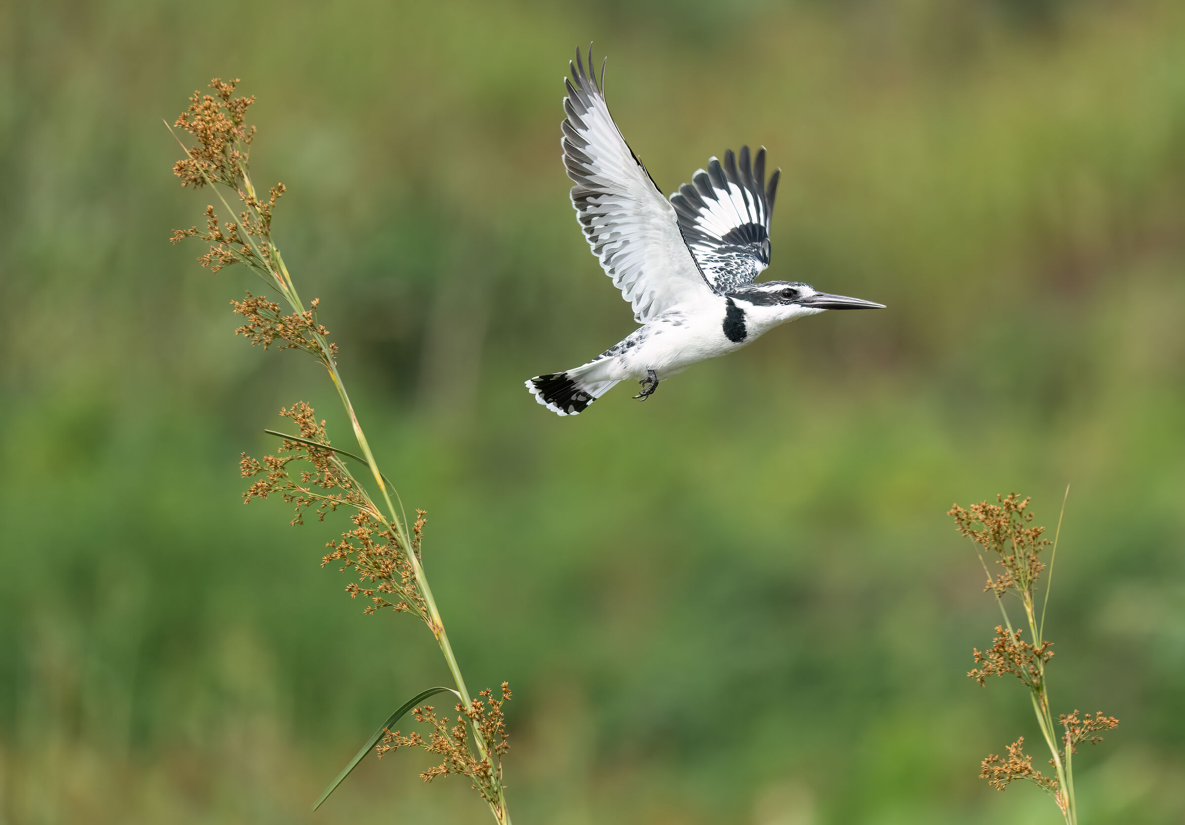 Pied Kingfisher