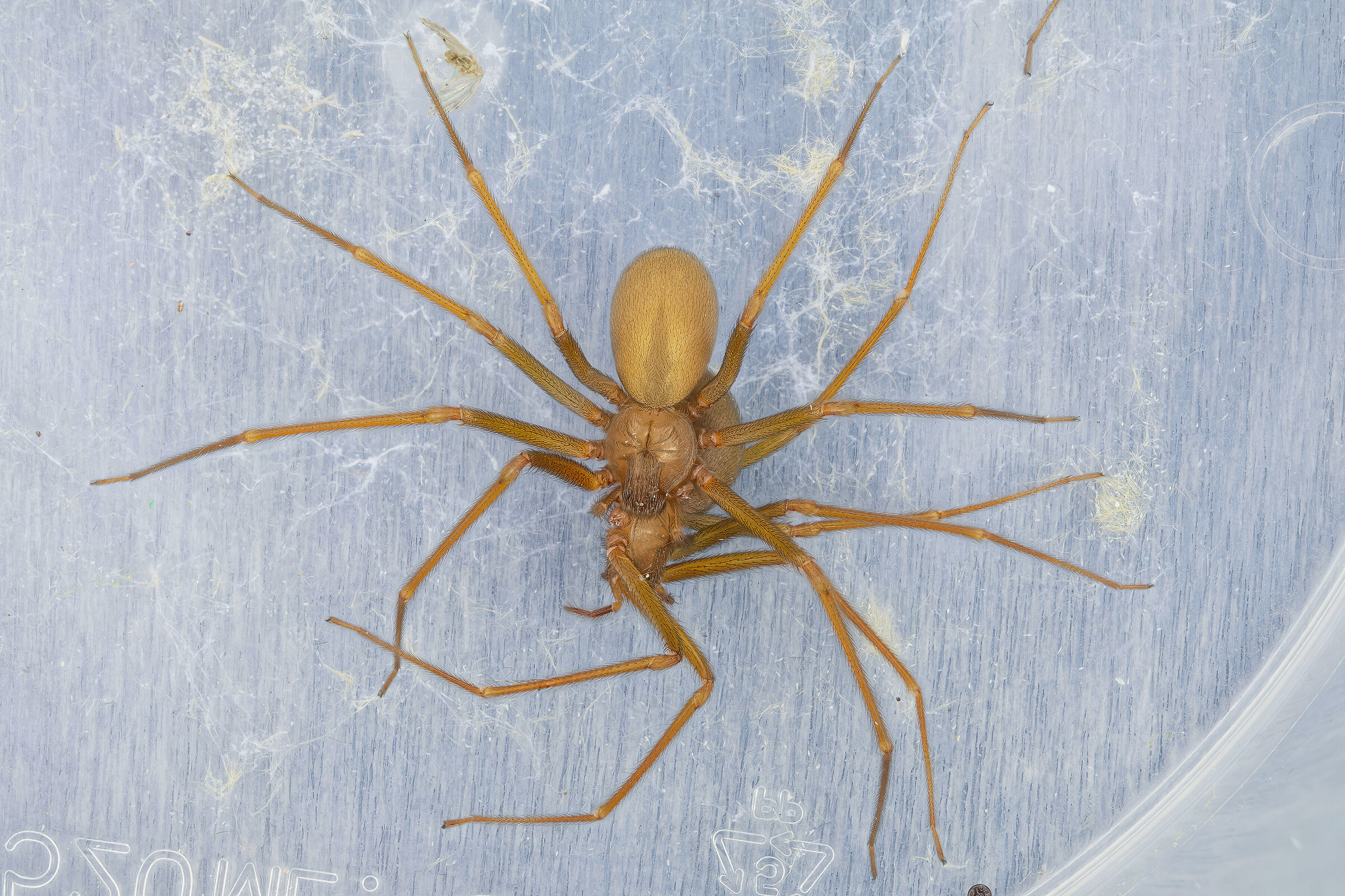 Violinum violino lupus