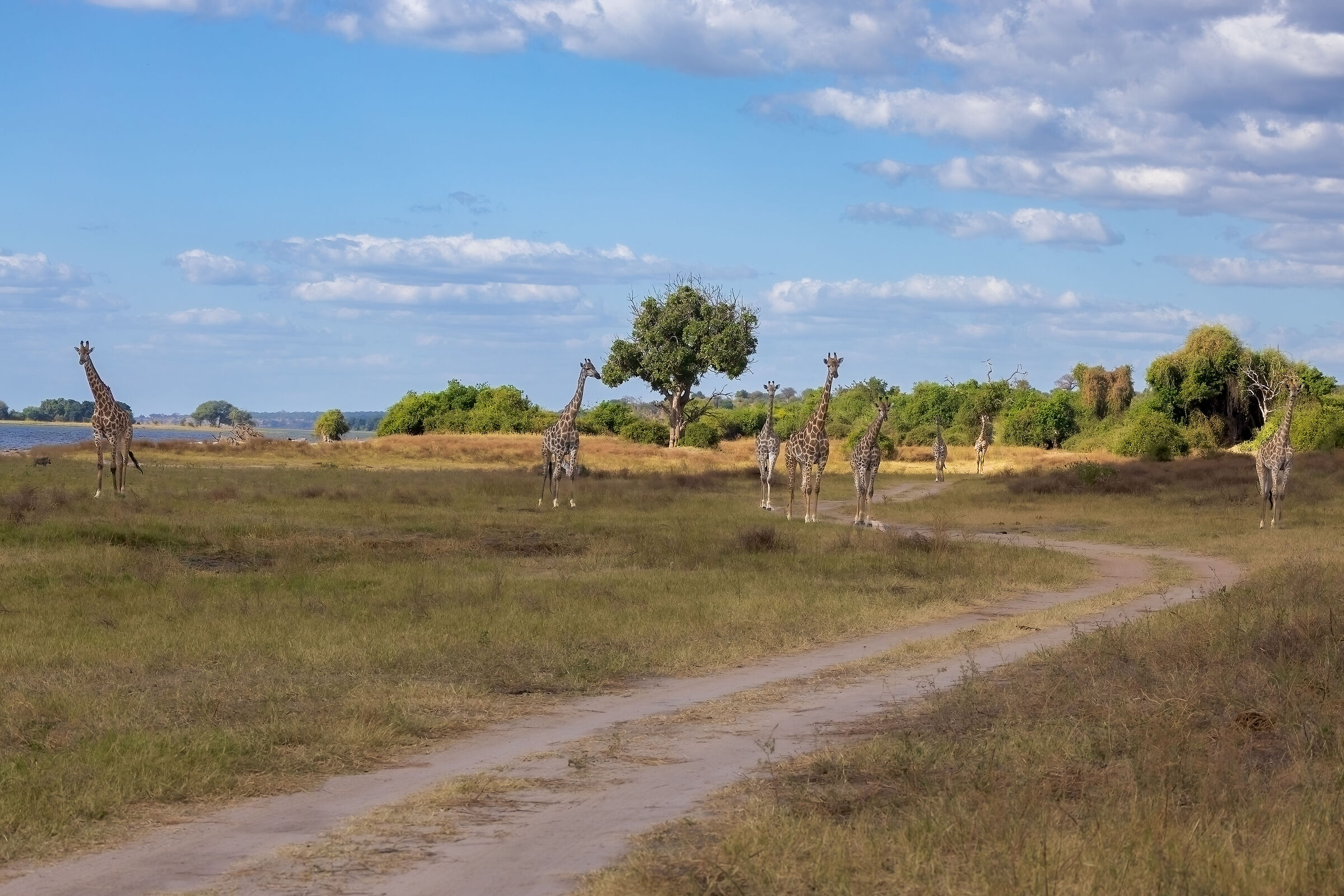 Giraffe ne abbiamo?...