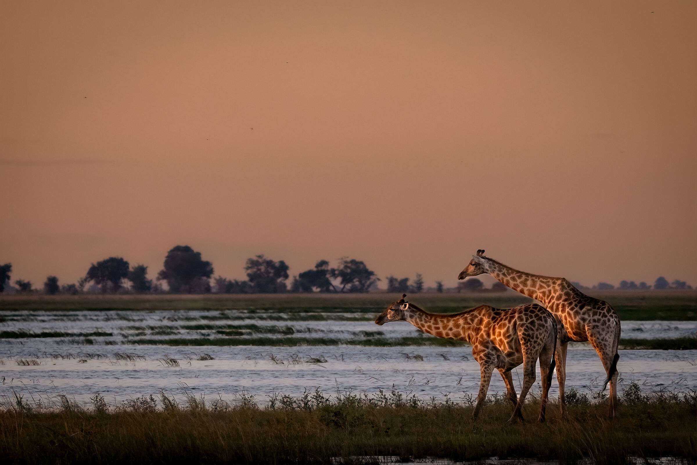 Ultime luci sul Chobe