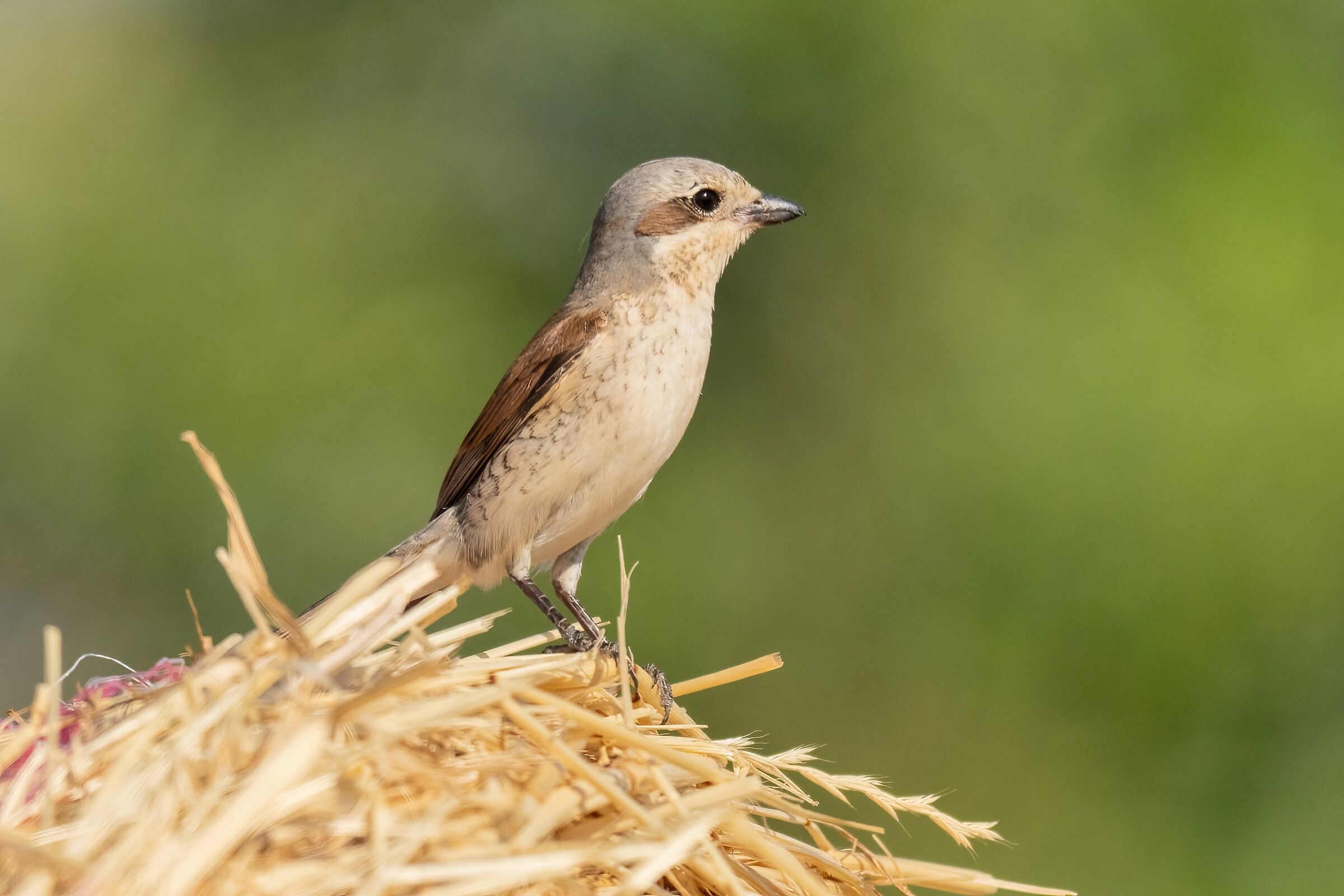 Red-backed shrike (Lanius collurio)
