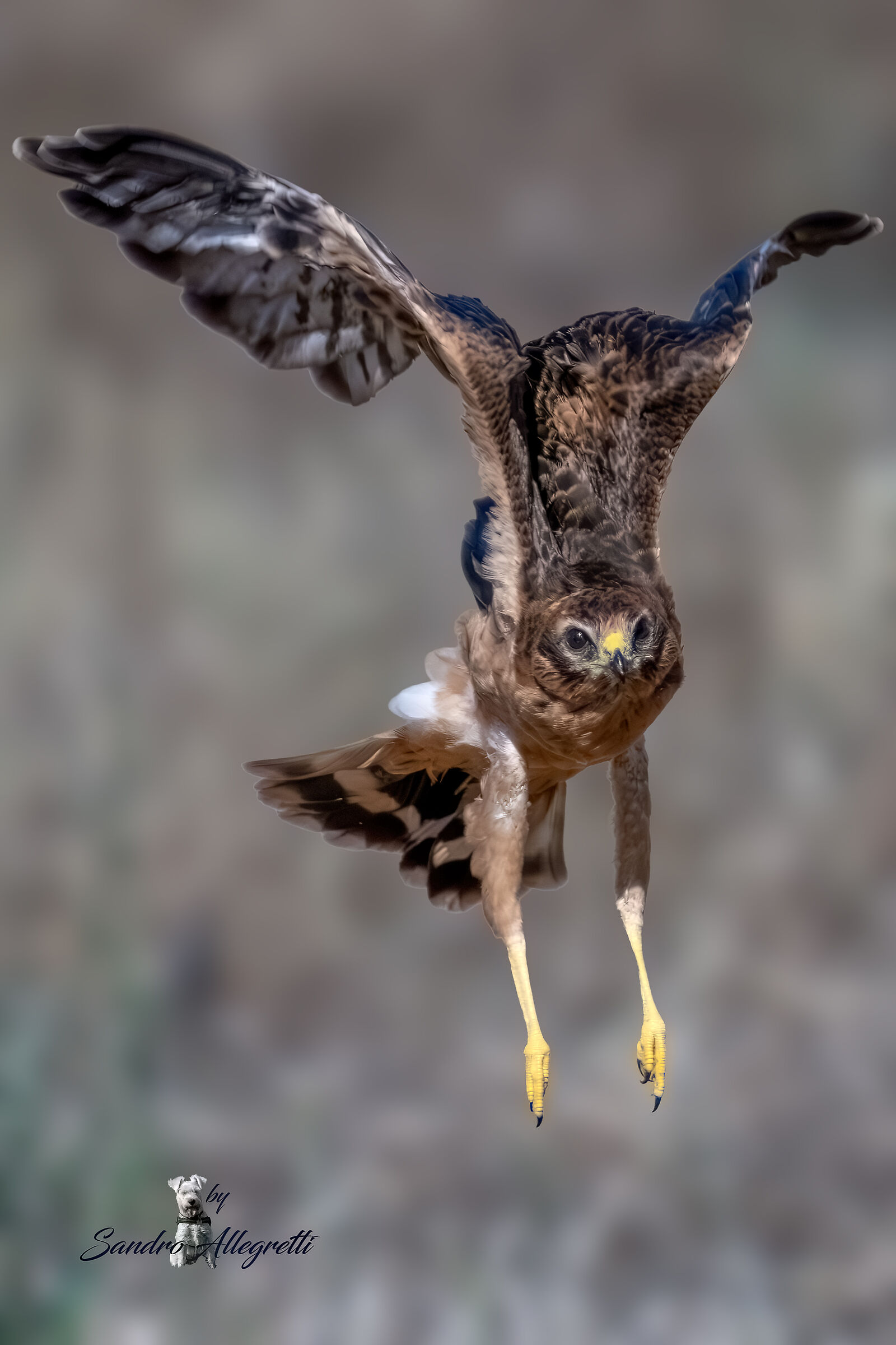L'albanella minore (Circus pygargus) juv