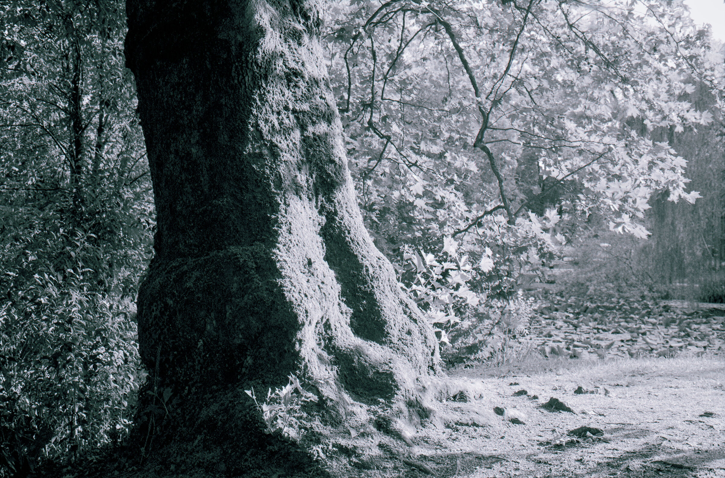 In riva al lago delle ninfee, villa Manfrin