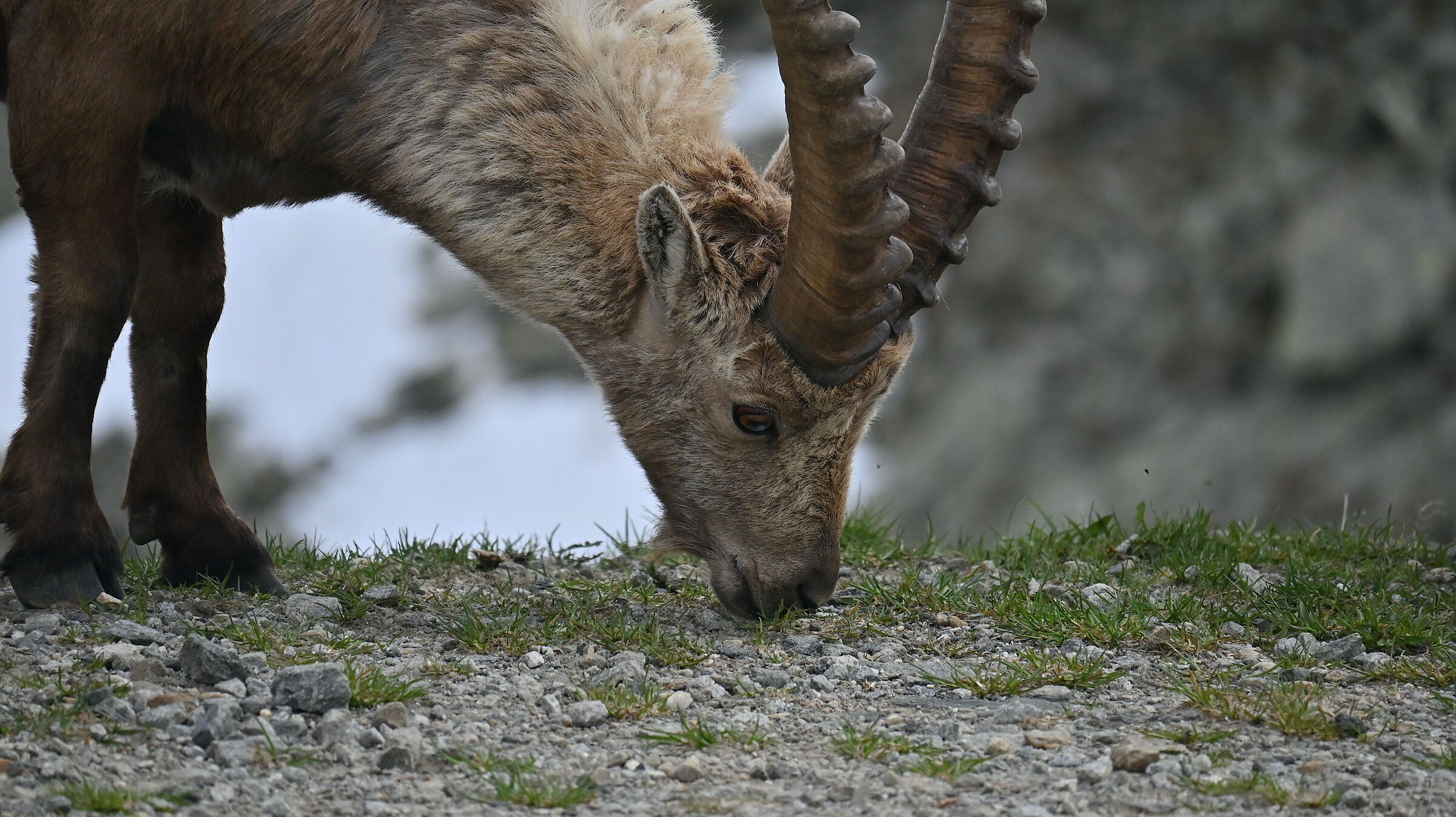 Ibex dangerously on the side of the road