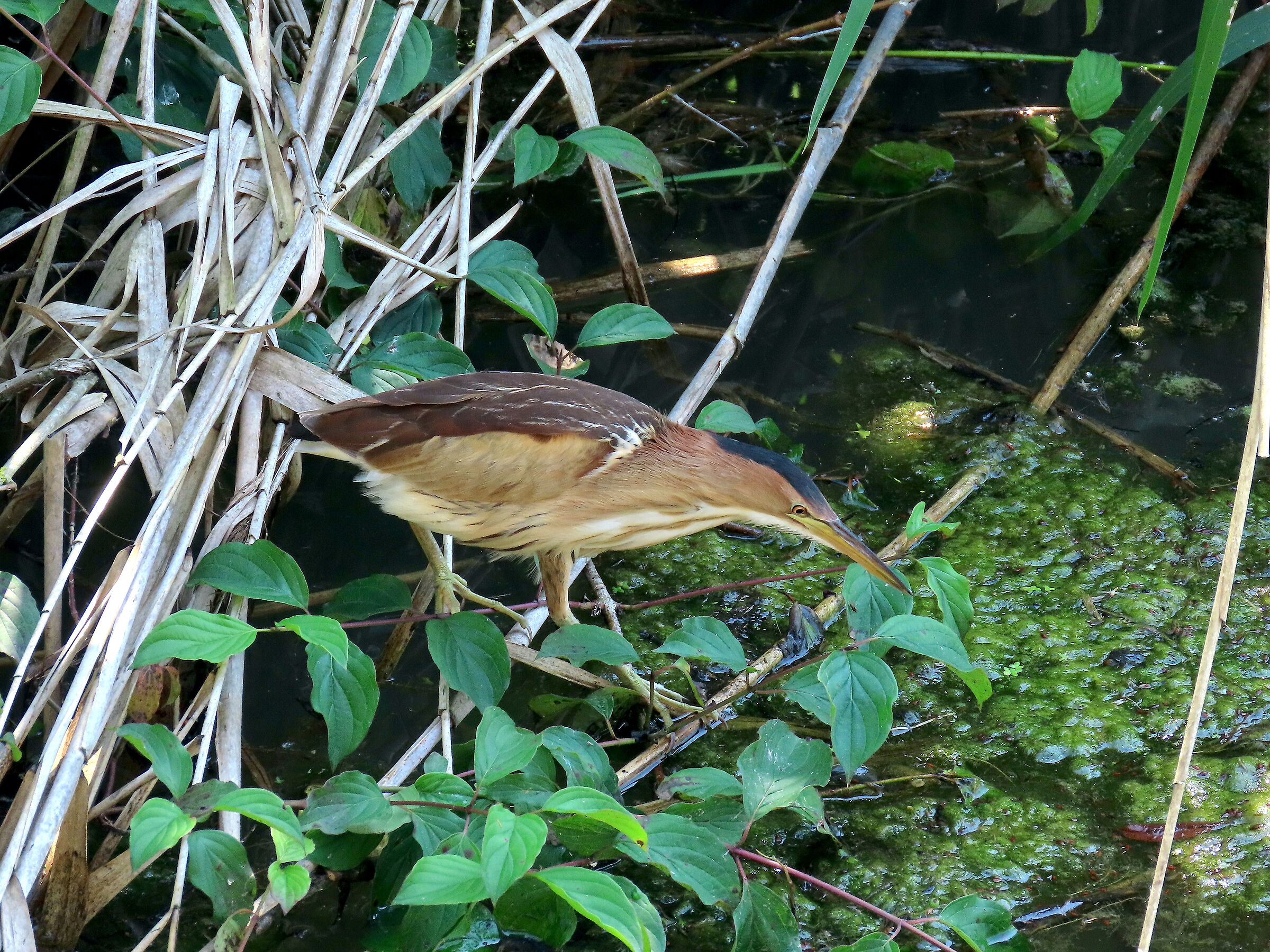 Little bittern