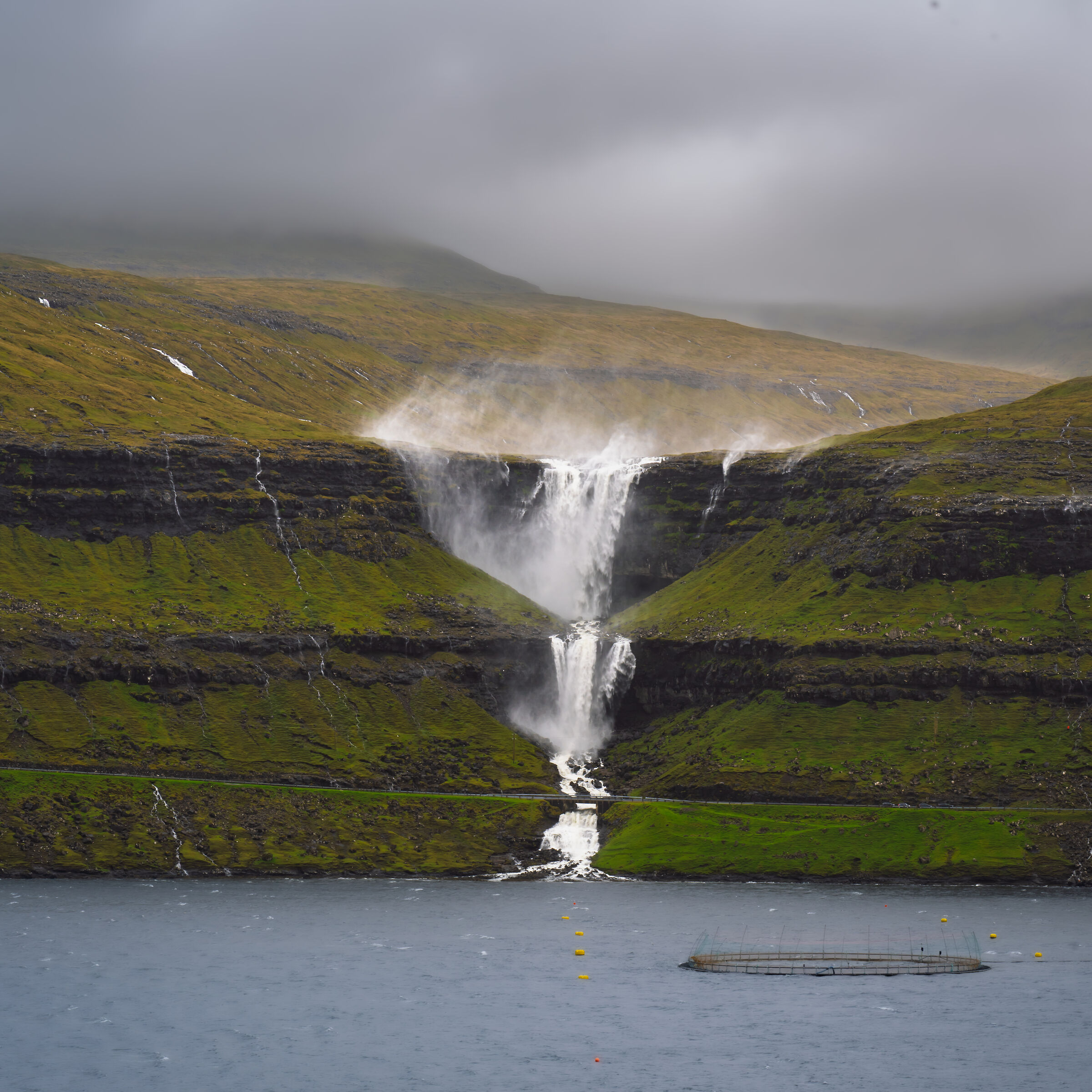 Fossa fall on a windy day