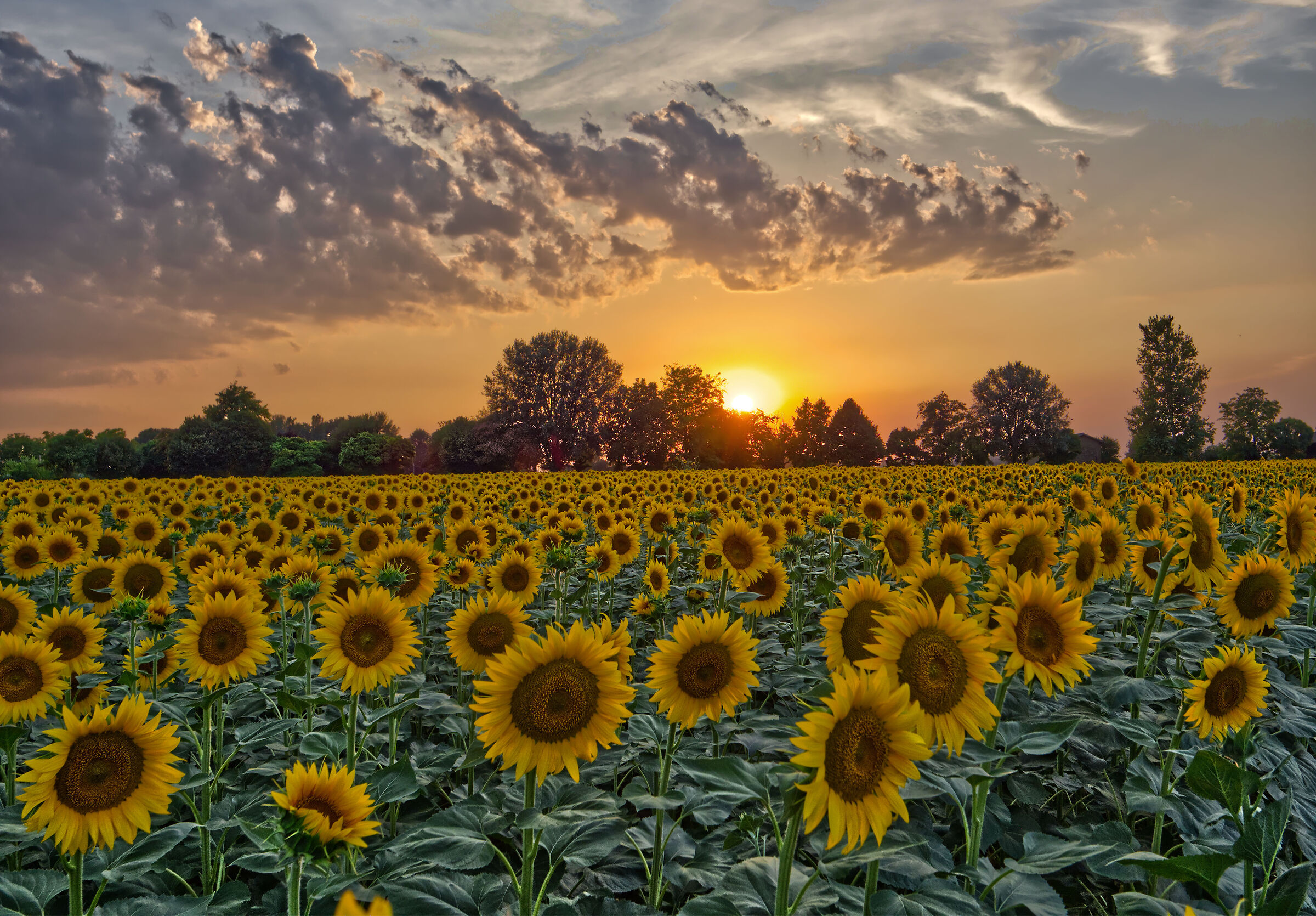 Sunflowers
