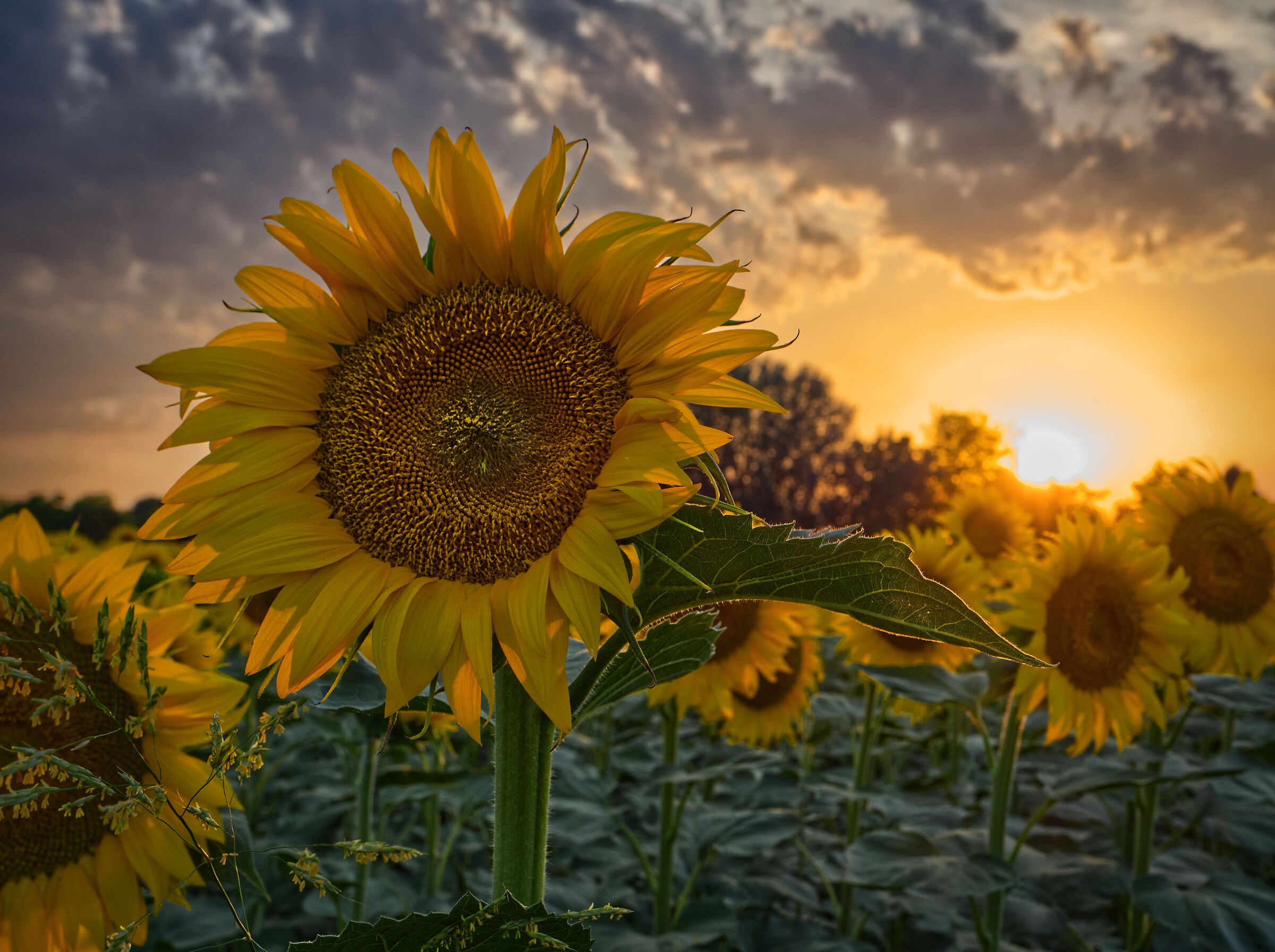 Girasoli