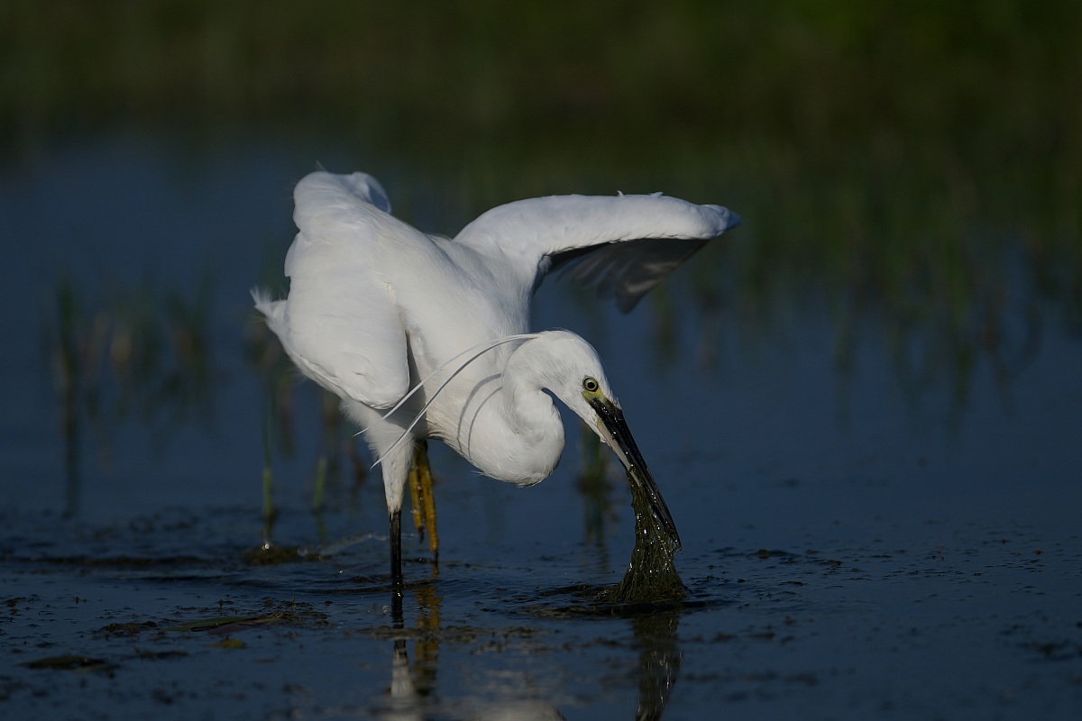 6 - Little Egret Egret--