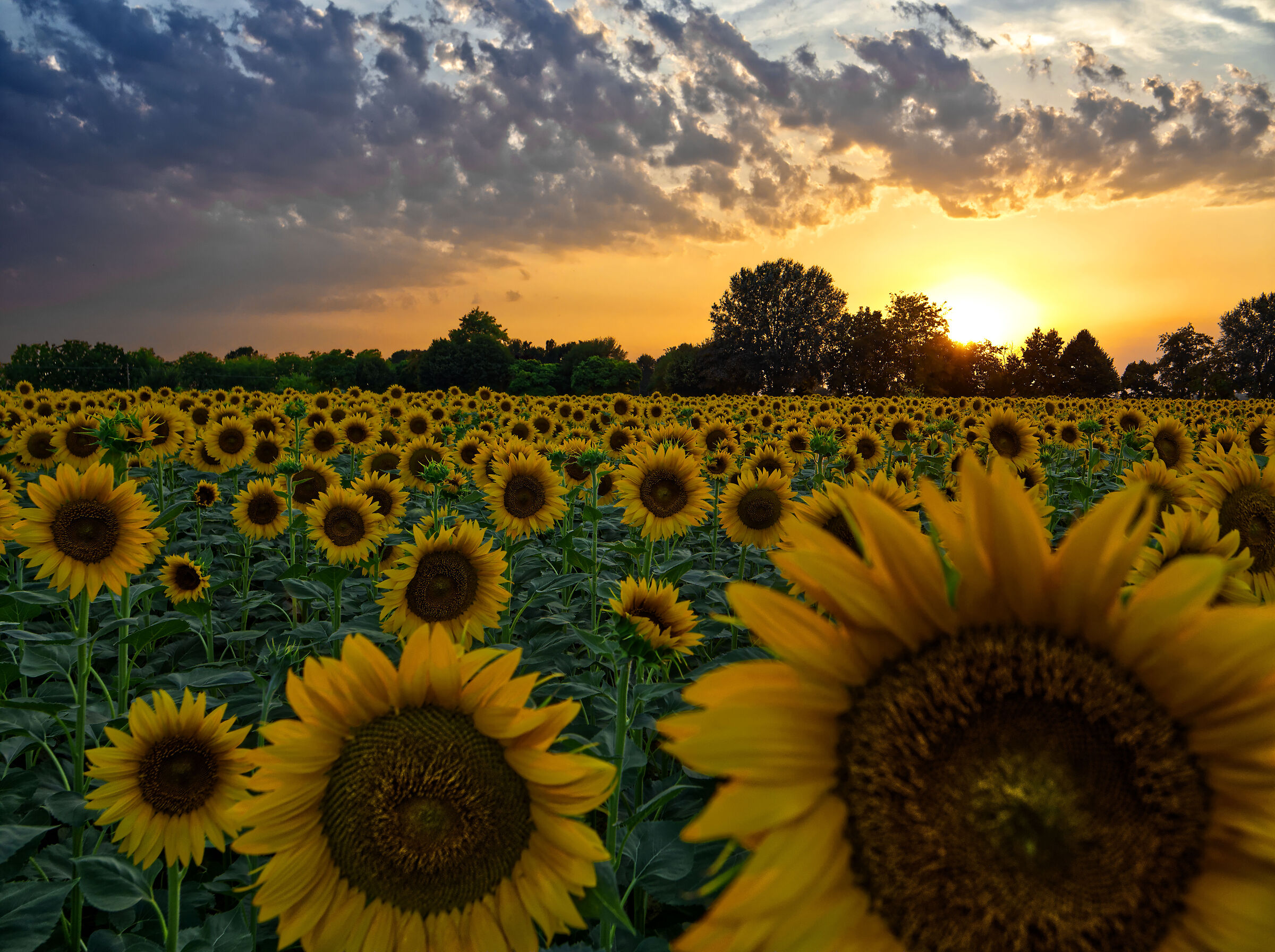Girasoli