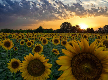 Sunflowers