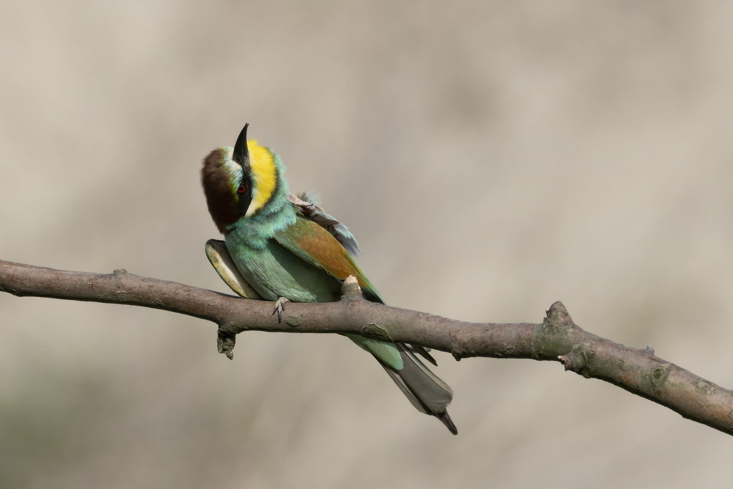 Bee-eater