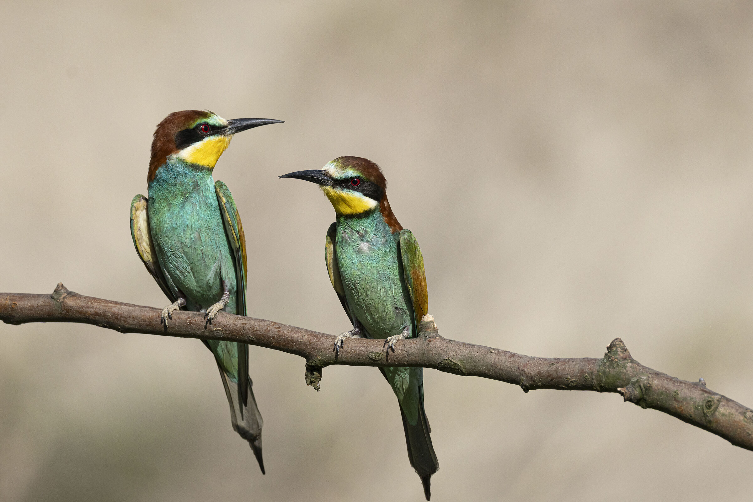 Bee-eater