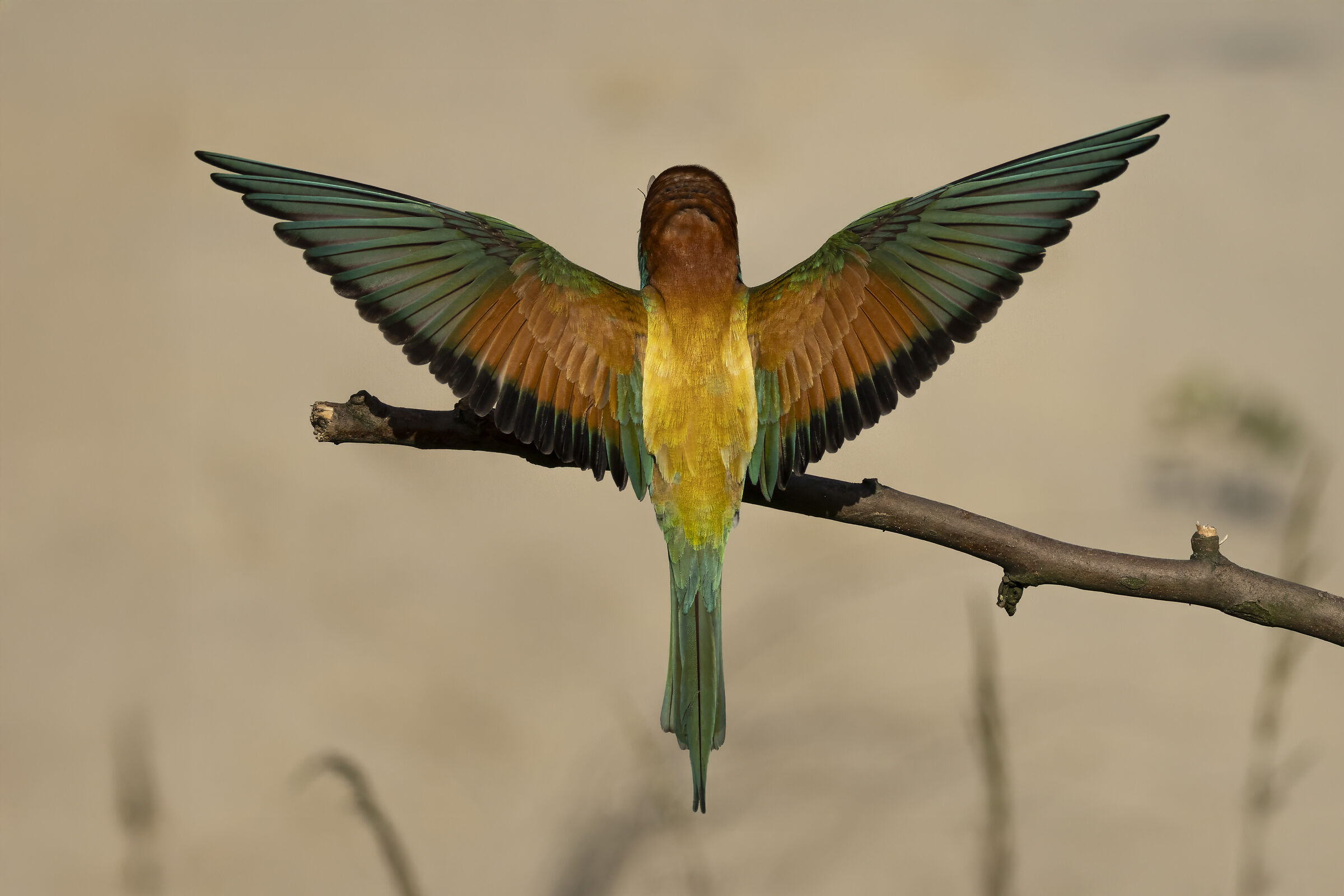 Bee-eater