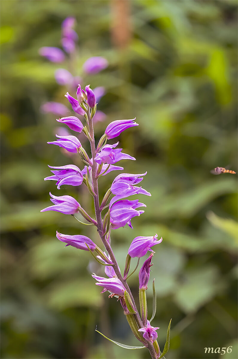 Red cephalantera