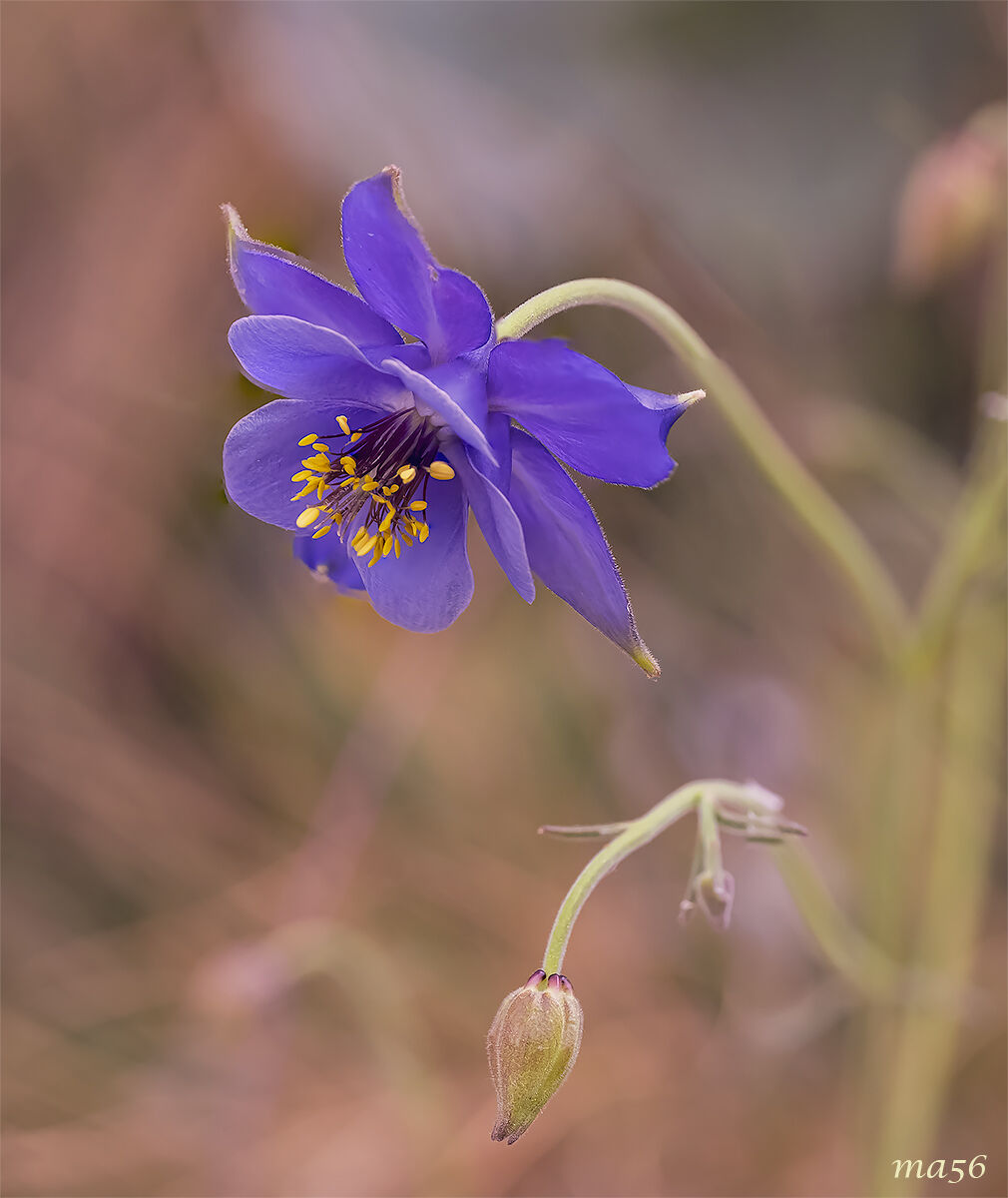 Aquilegia Einseleana