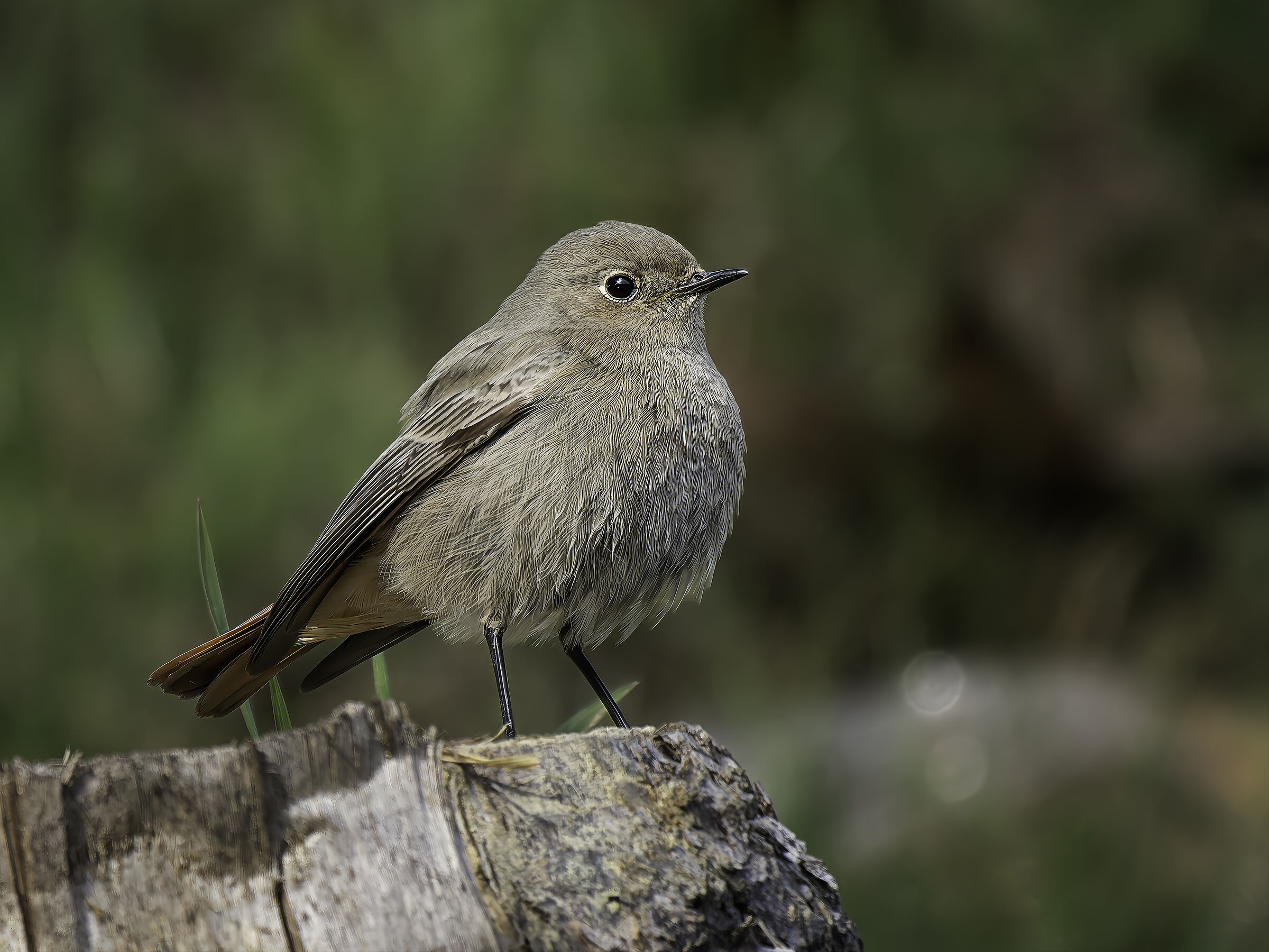 Codirosso spazzacamino