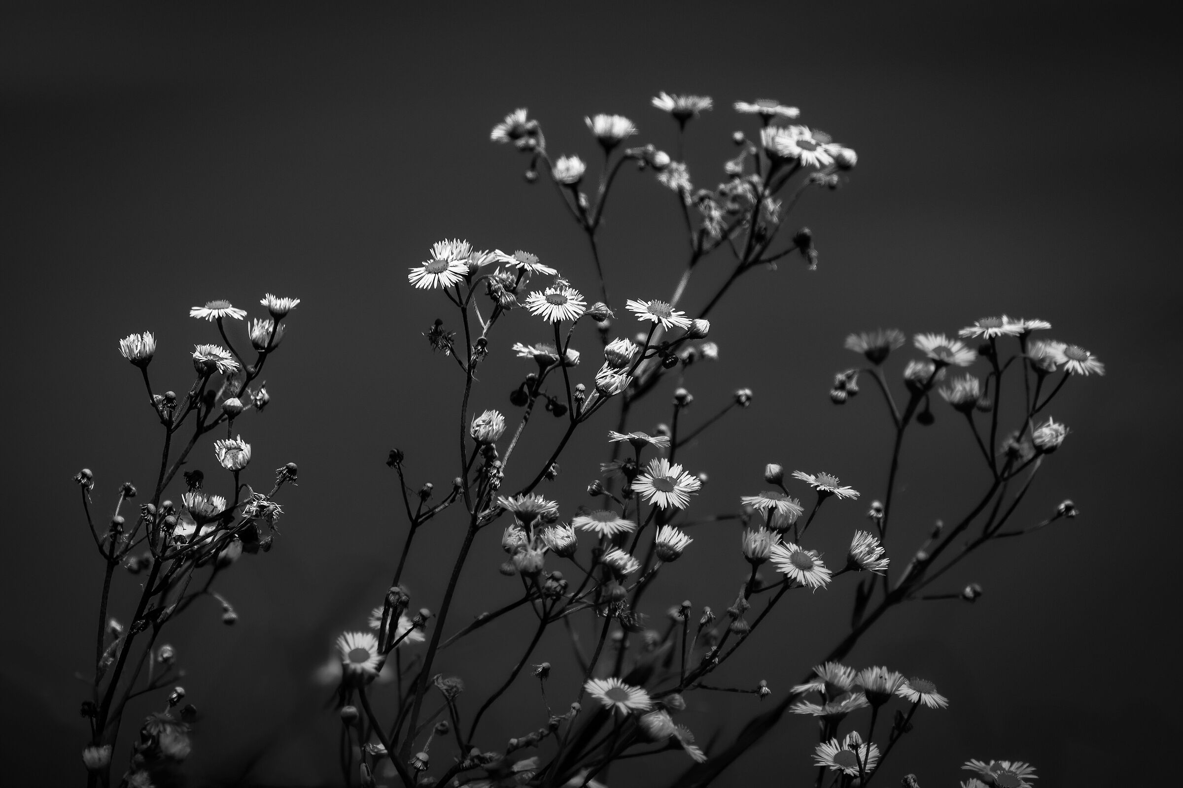 Flora fluviale spontanea