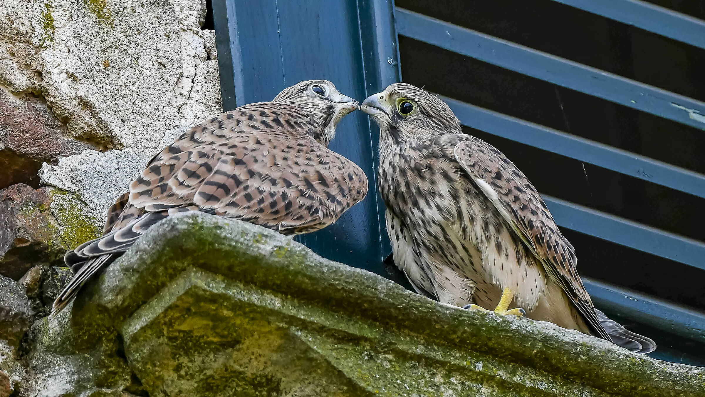 Mi fai sentire il gusto !! gheppi giovani