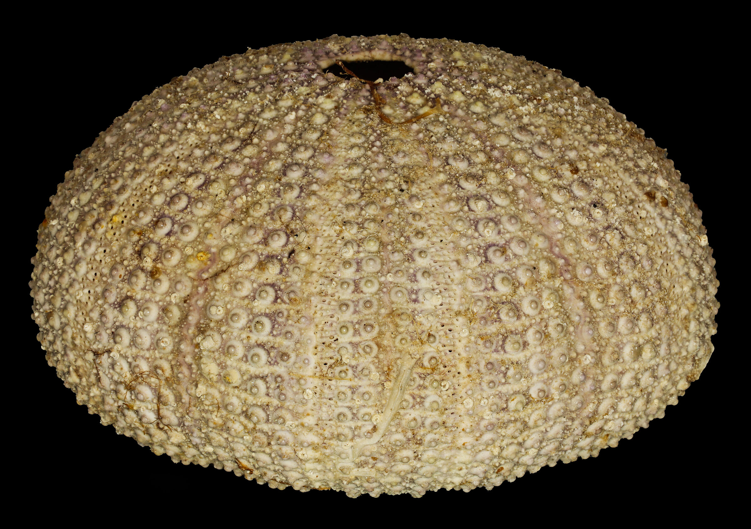 Hedgehog