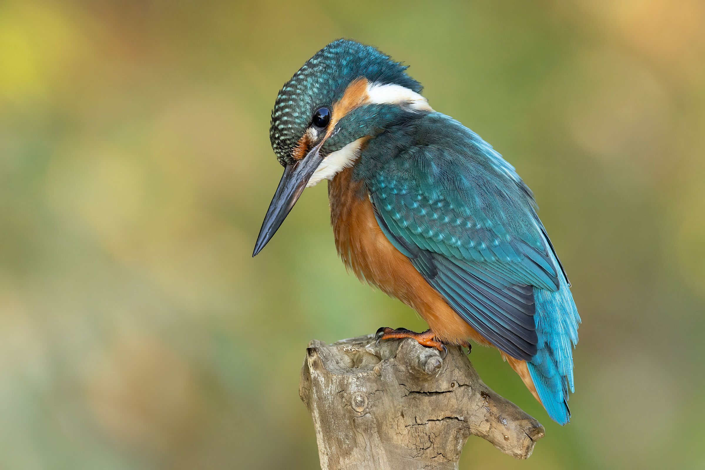 Kingfisher