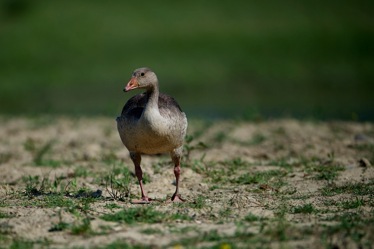 3 - Greylag Goose Anser anser-- Young