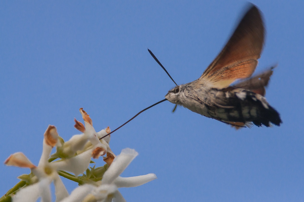 Macroglossum Stellatarum