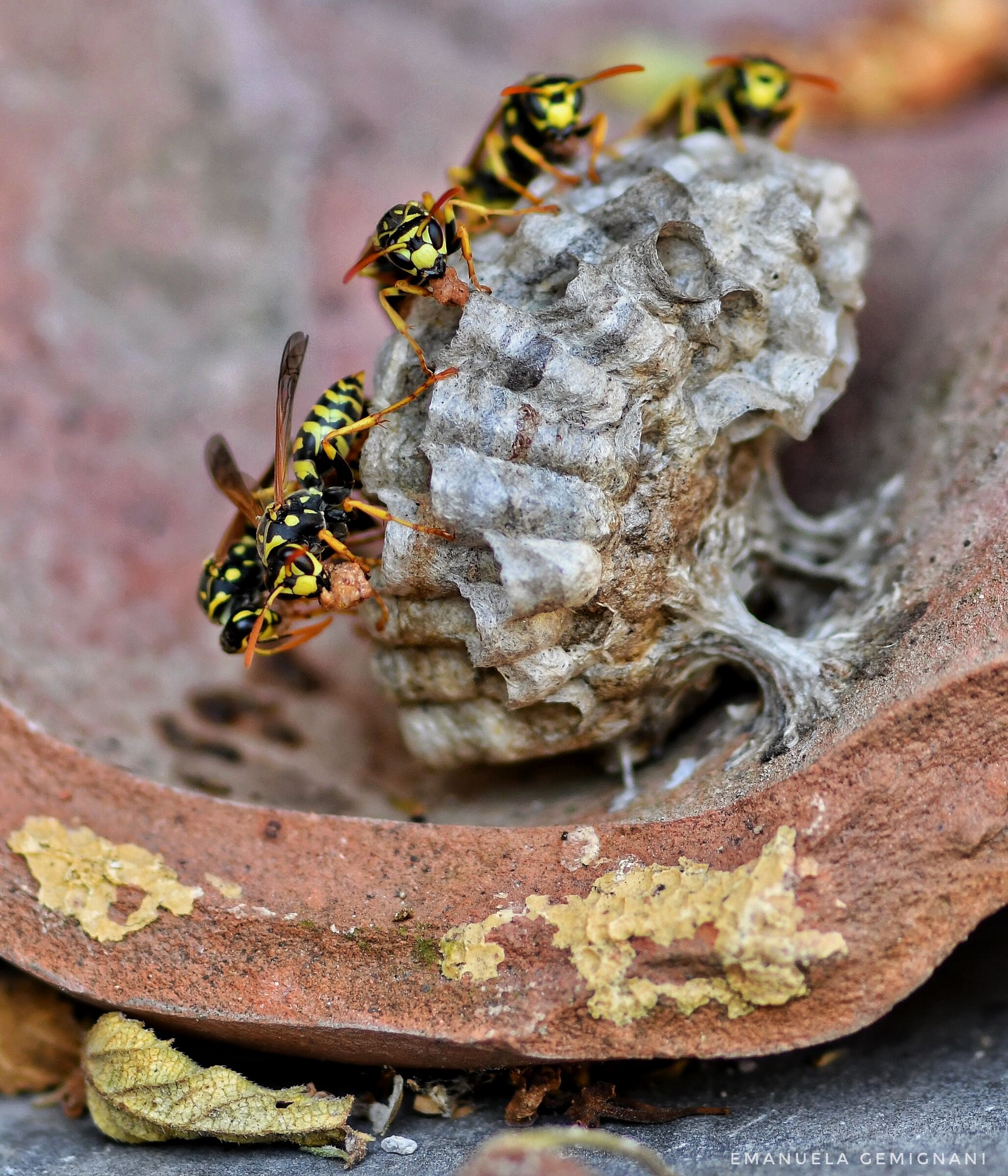 Wasps at work