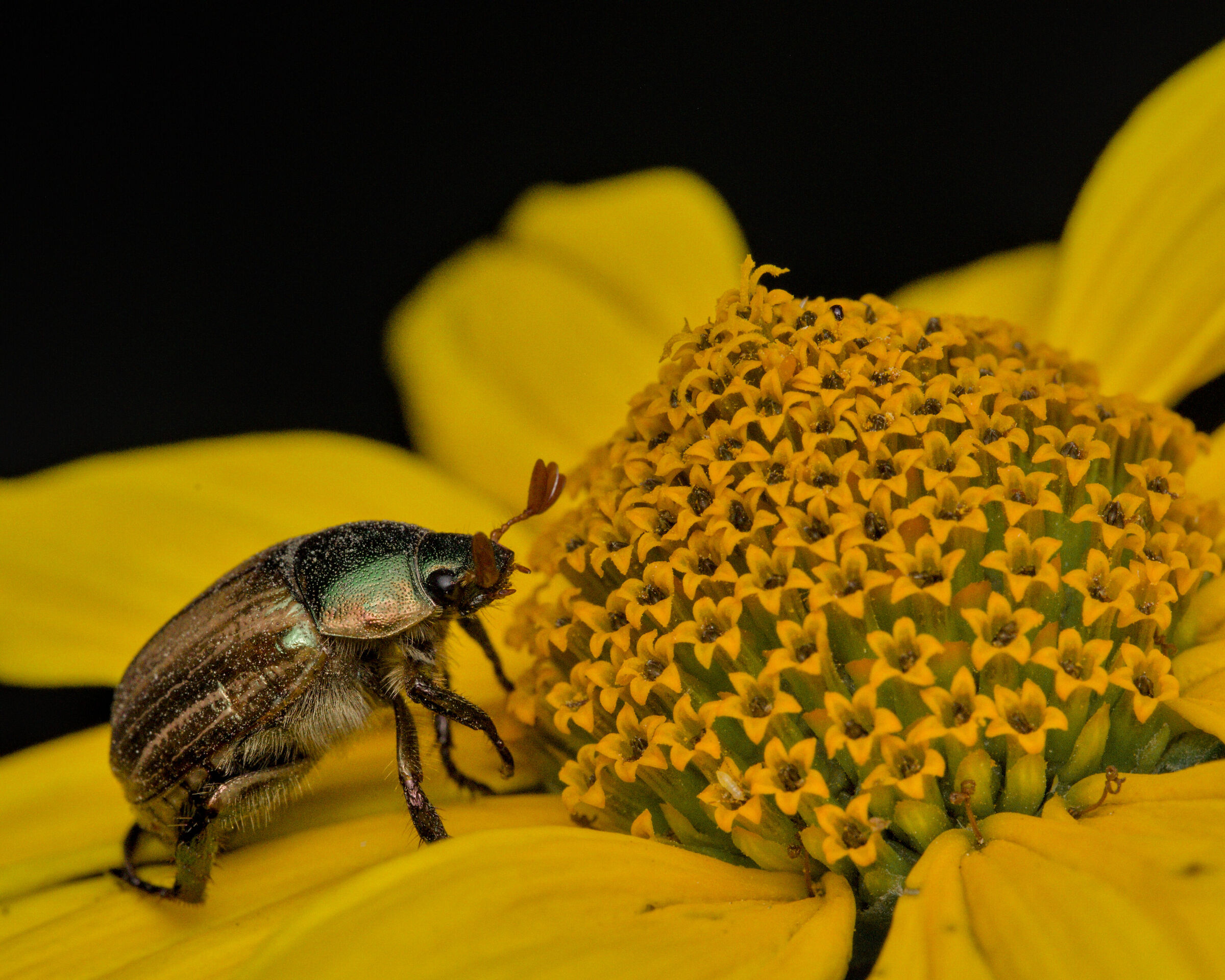 Amphimallon solstitiale