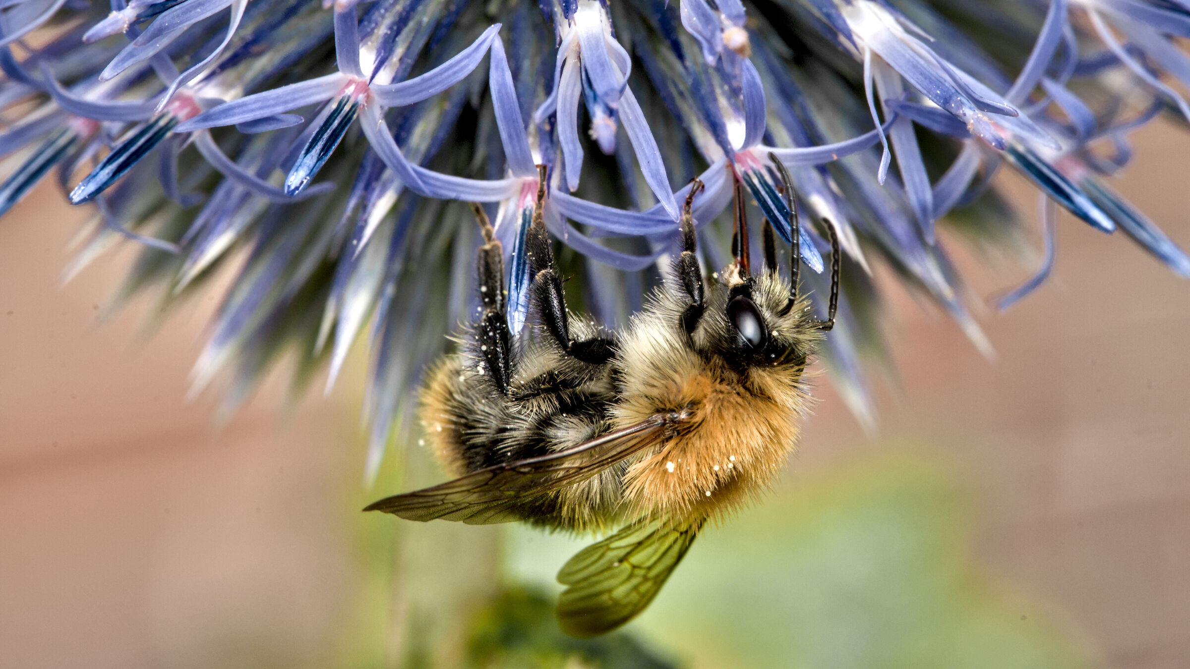Bombus pascuorum