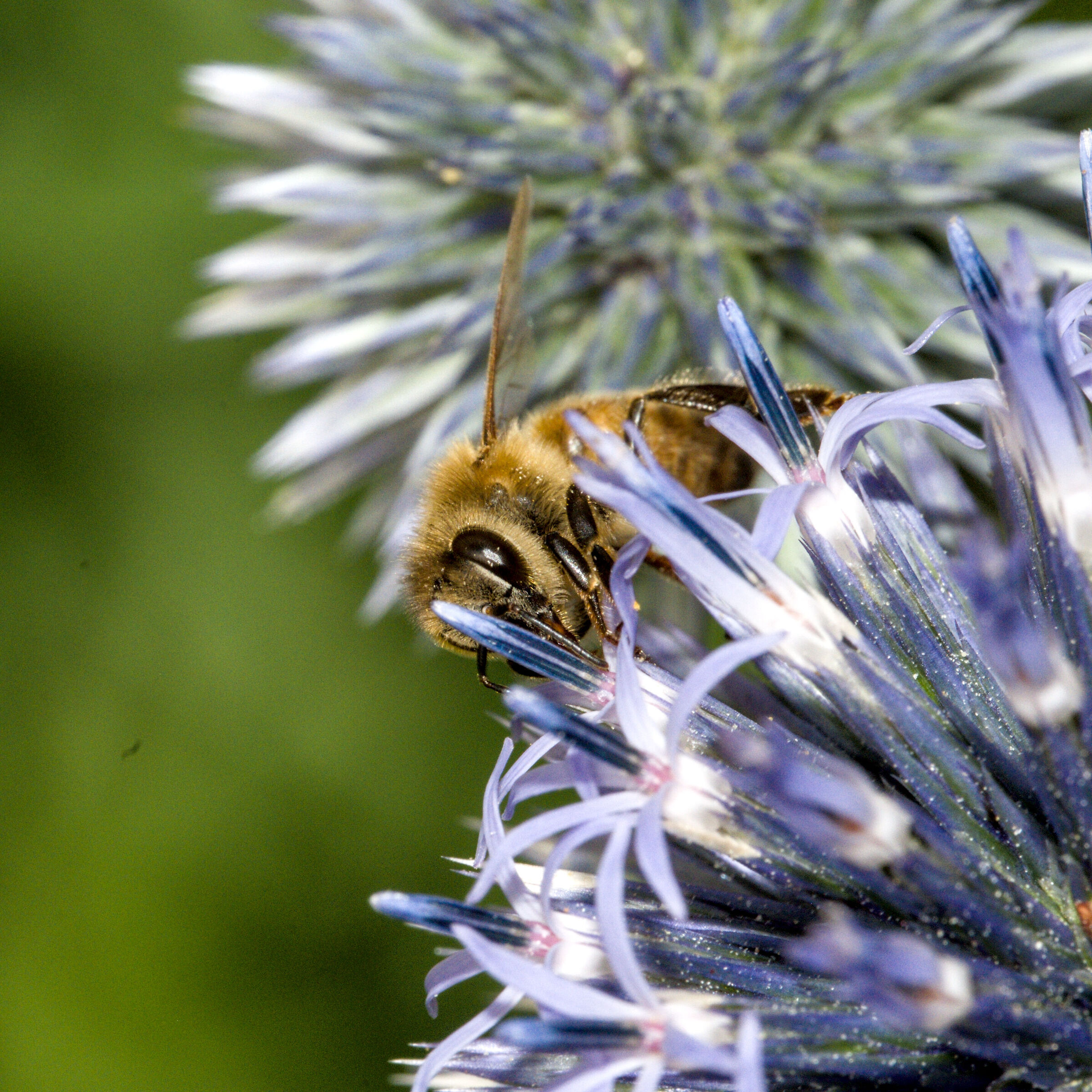 Bombus pascuorum 2