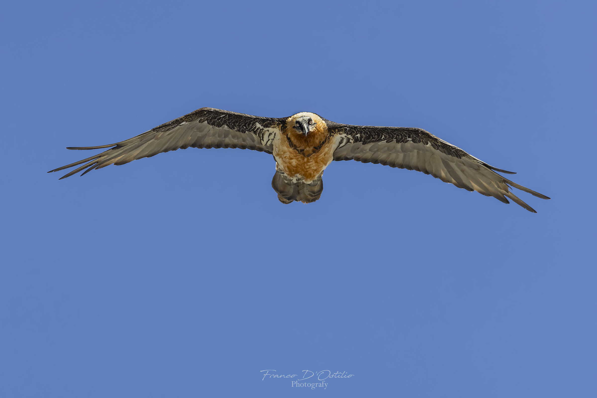 Gypaetus barbatus