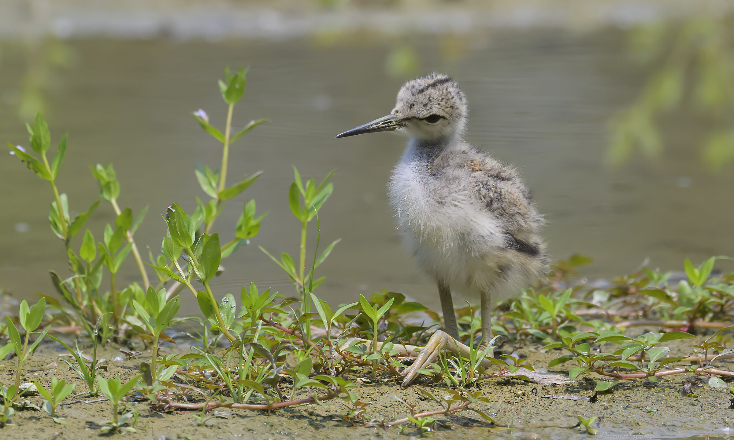 Pullo Cavaliere d'Italia