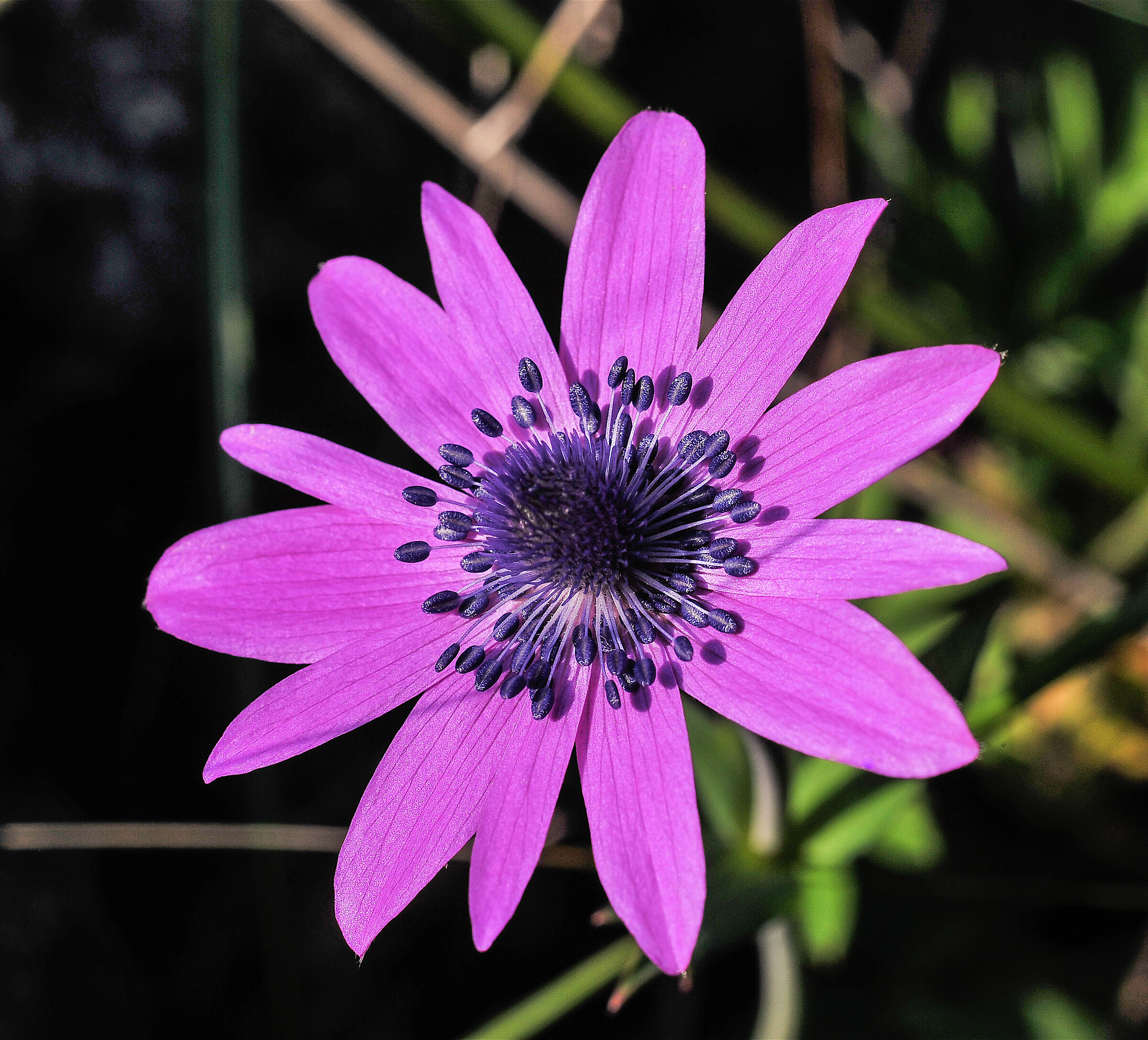 Un bel fiore di campagna