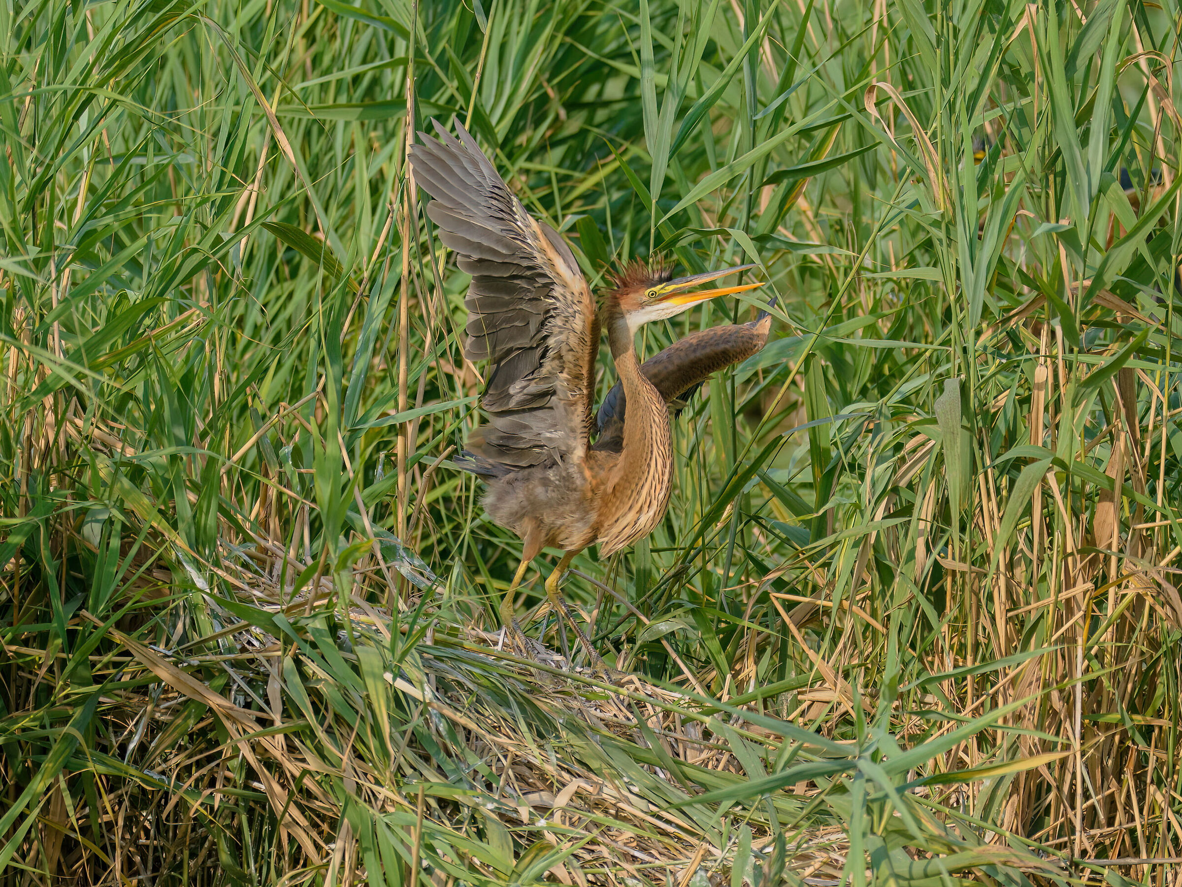 Pullo di Airone Rosso
