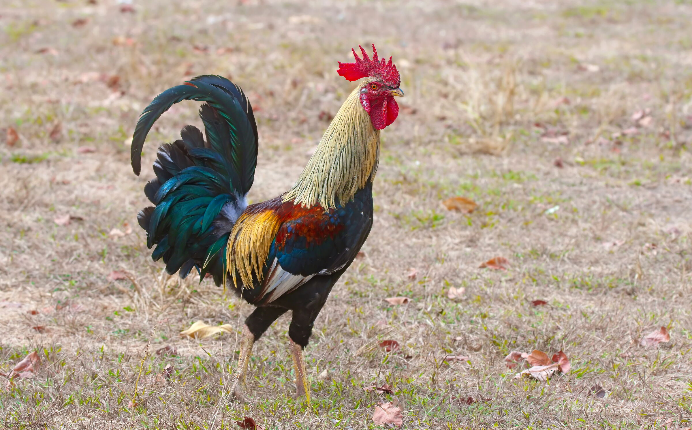 The king of the "Chicken Coop"