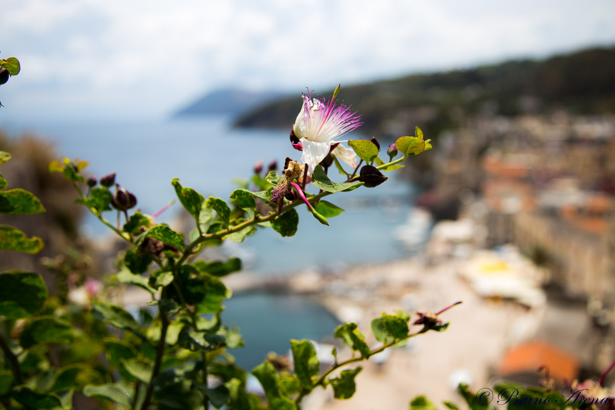 Sea & Capers in the Aeolian Islands