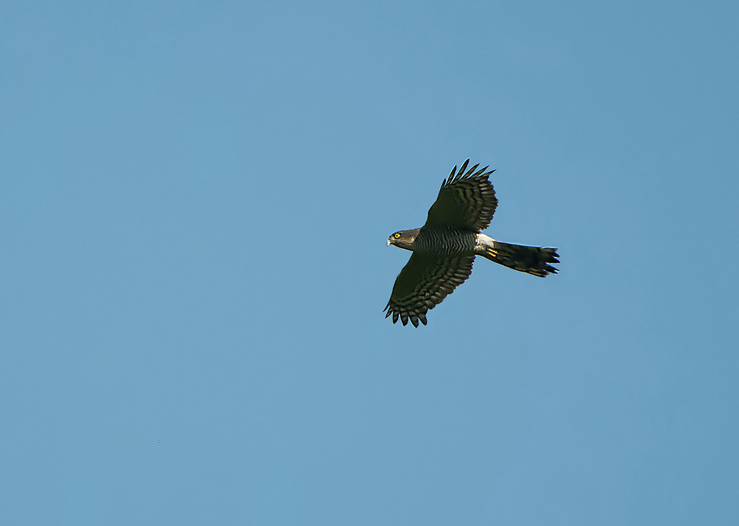 Goshawk
