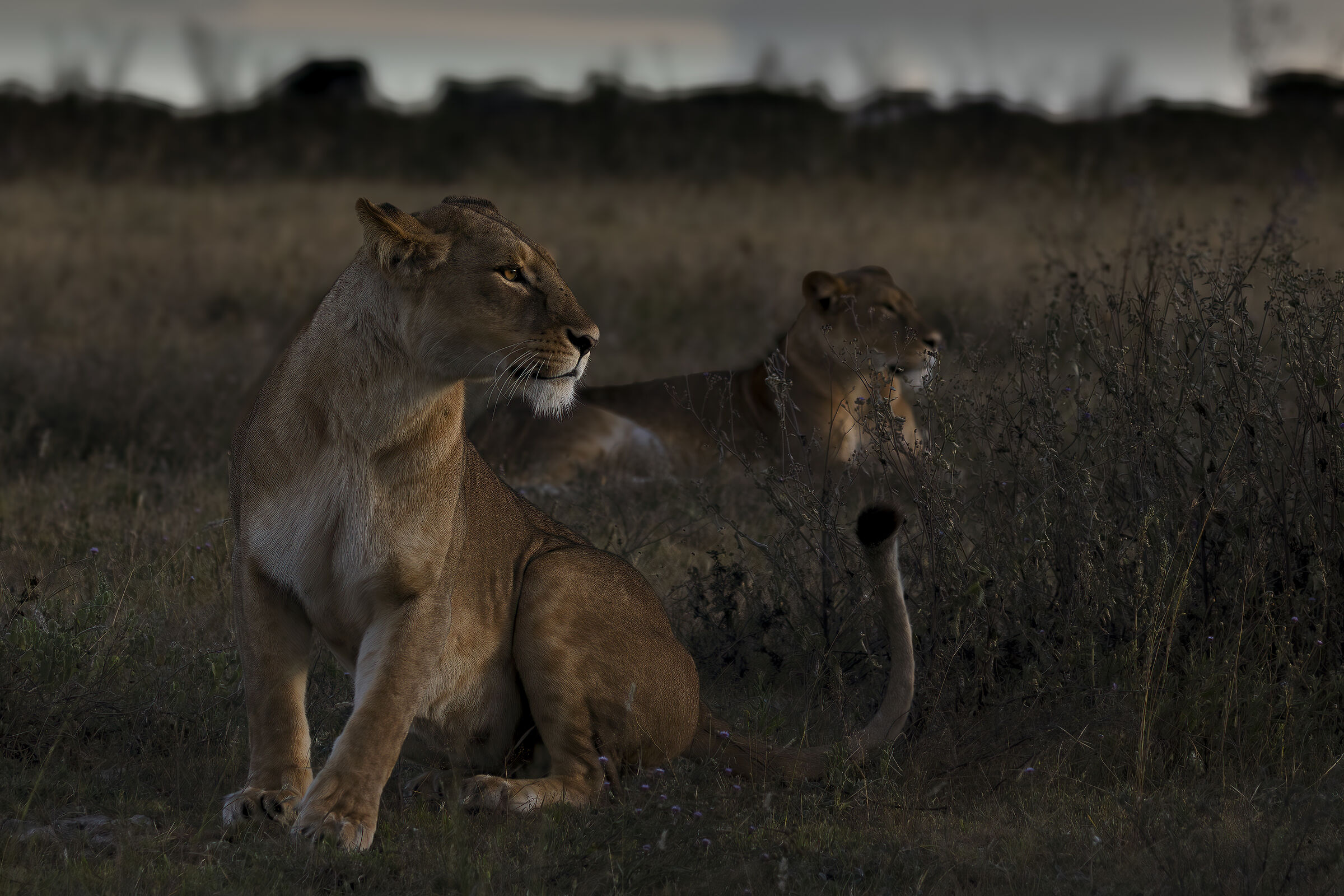 Le prime luci sul Serengeti