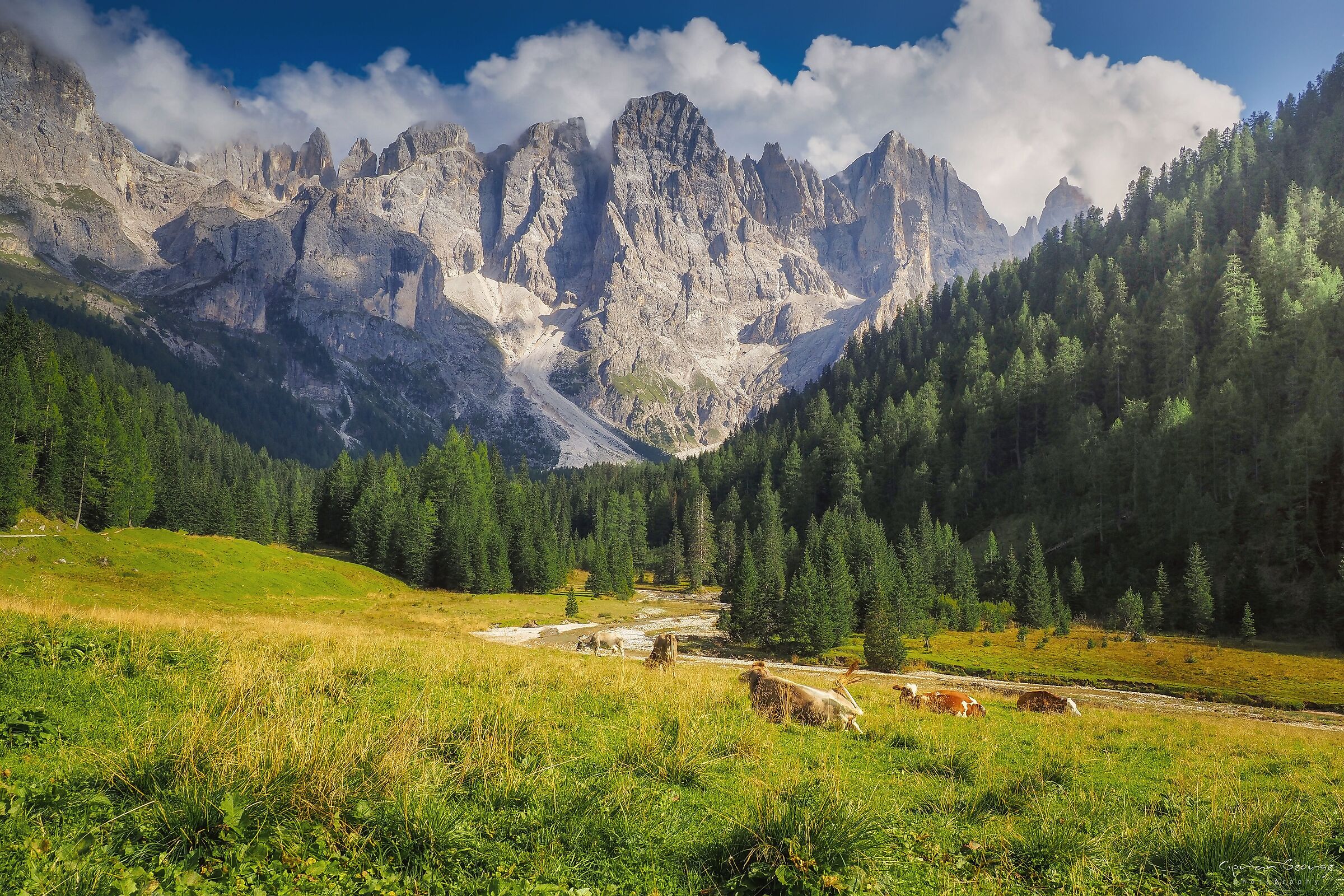 La bellezza delle Pale di San Martino