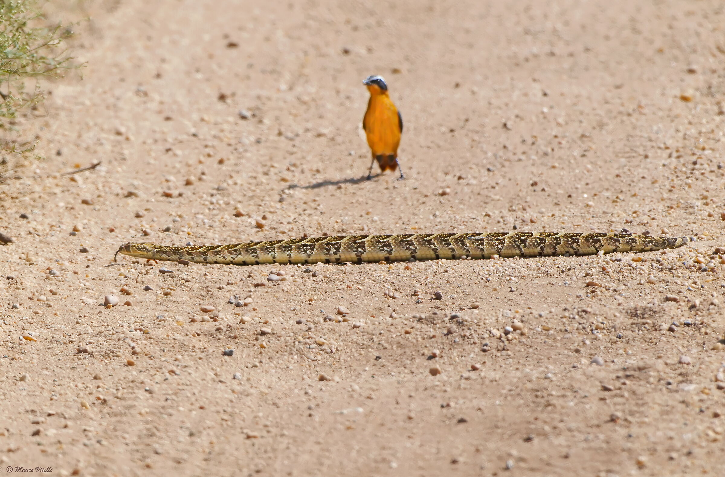 Vipera Africana (Uganda)